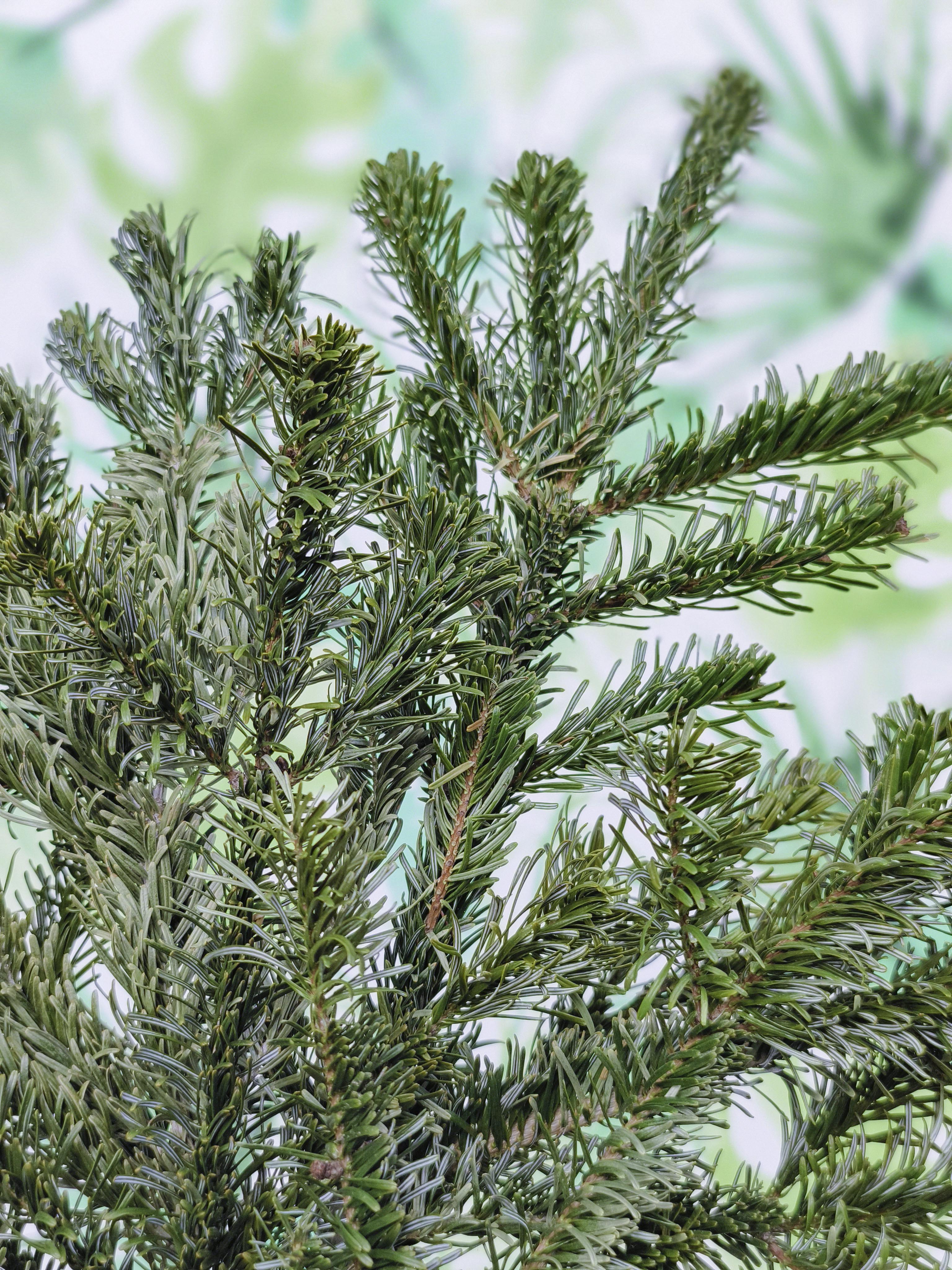 RAMILLETE fresco navideño de Abeto