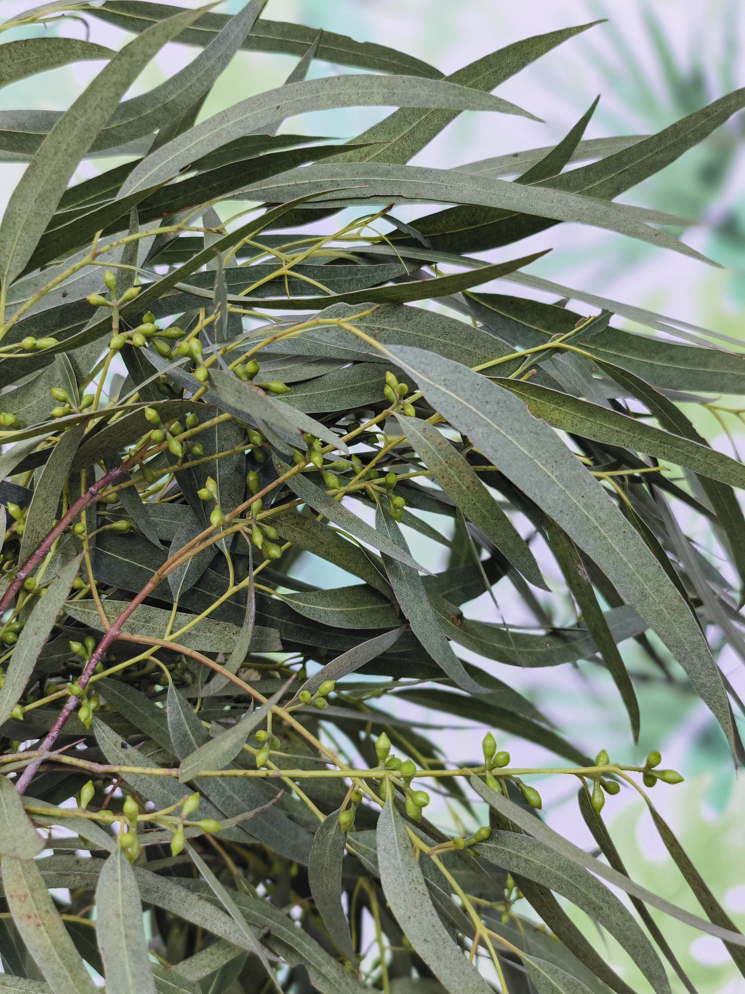 RAMILLETE HOJAS FRESCAS (eucalipto)