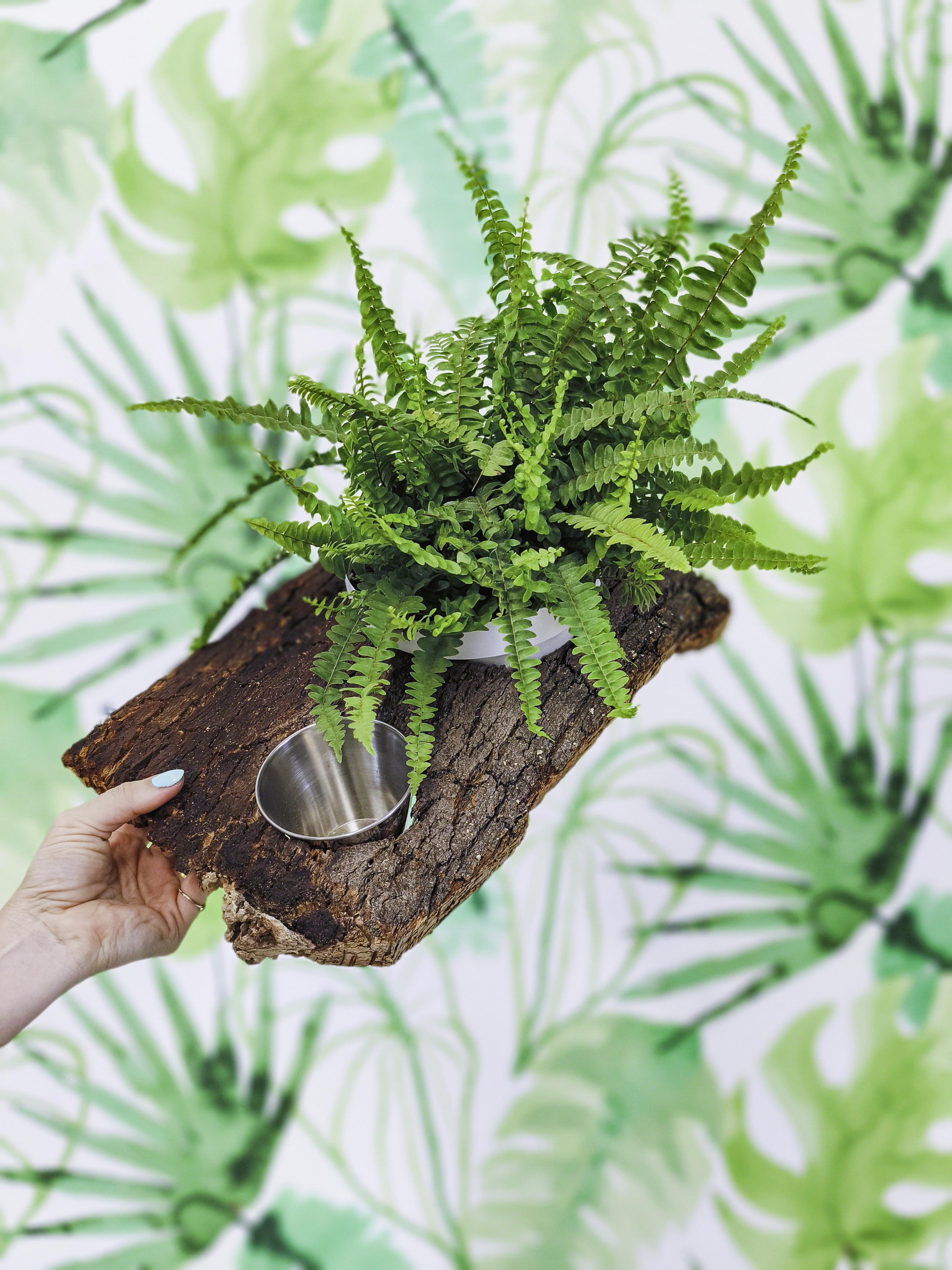 PLANTÍN soporte con planta y comedero