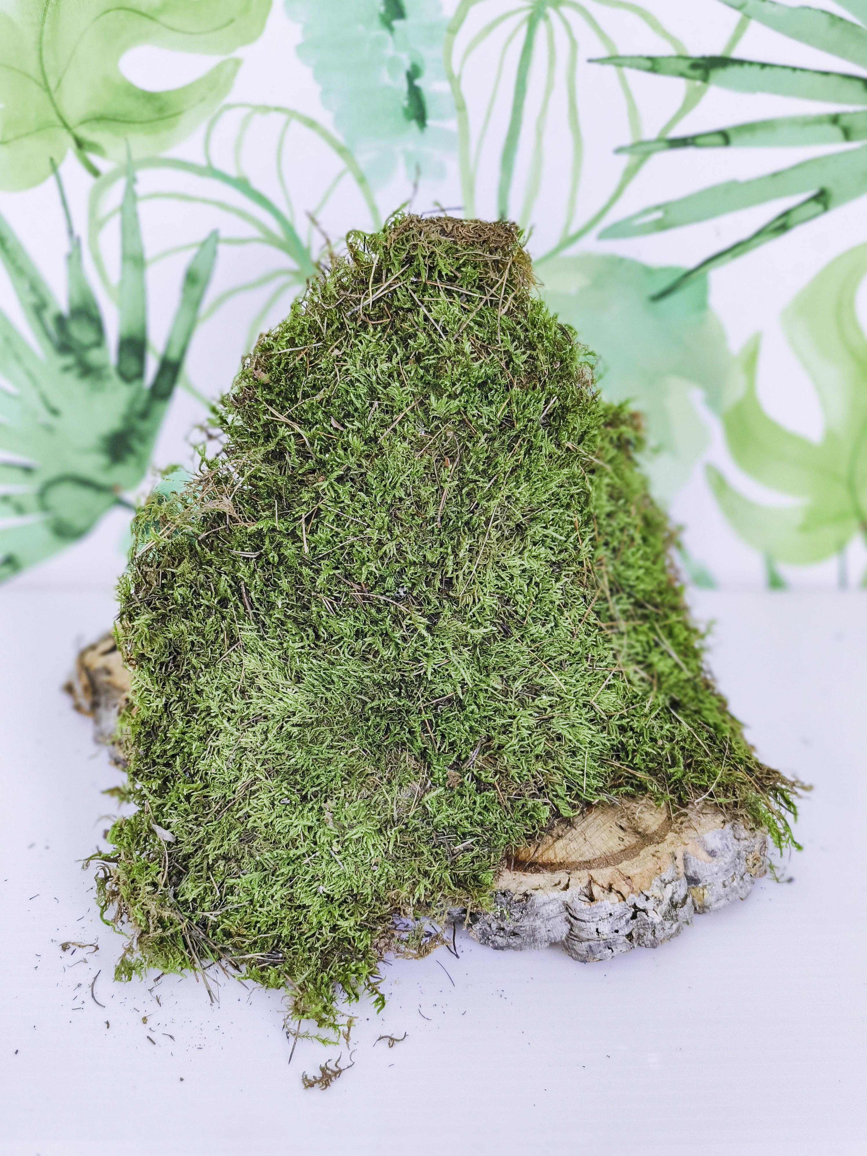 MUSGUÍN plancha musgo