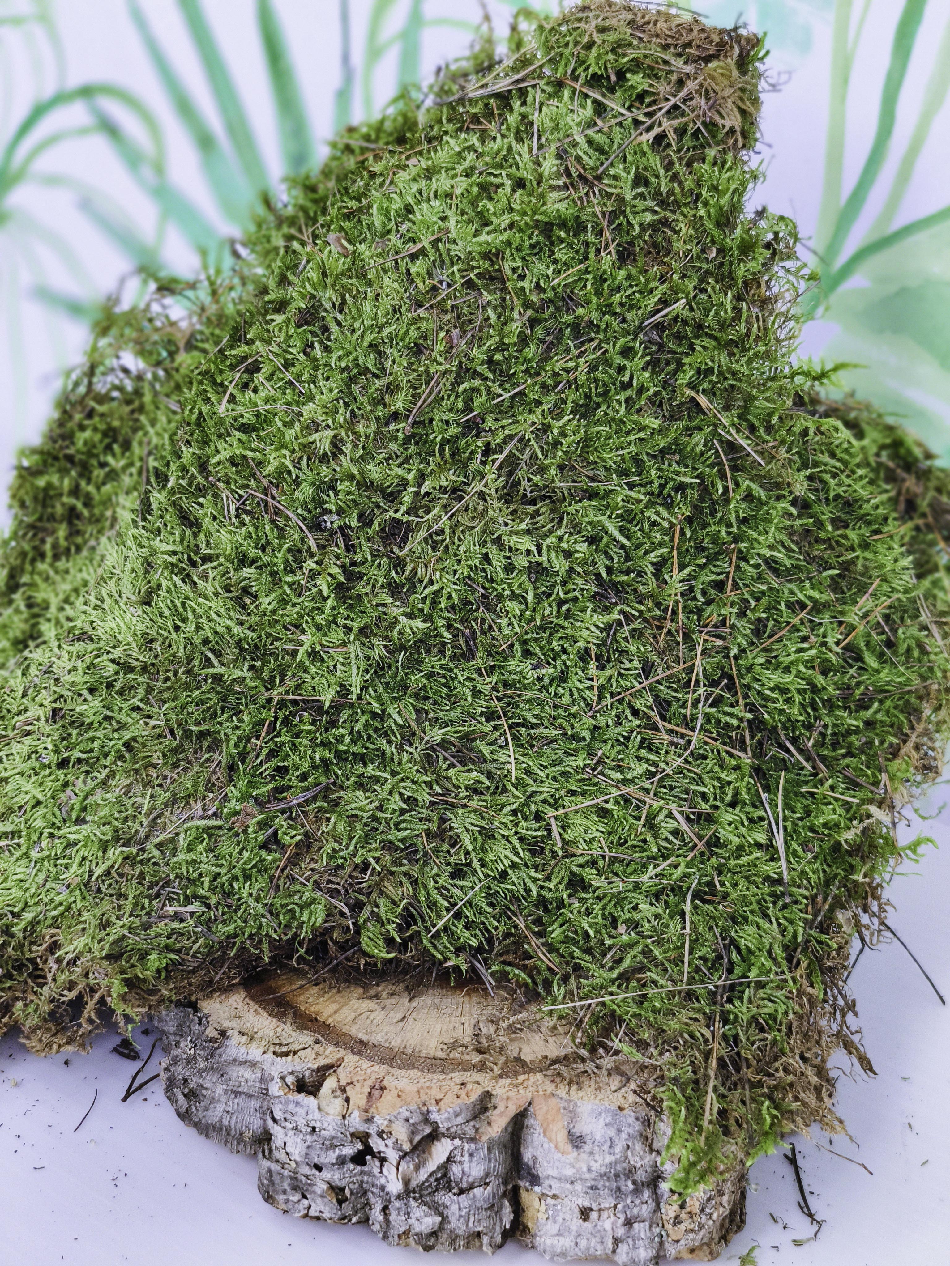 MUSGUÍN plancha musgo