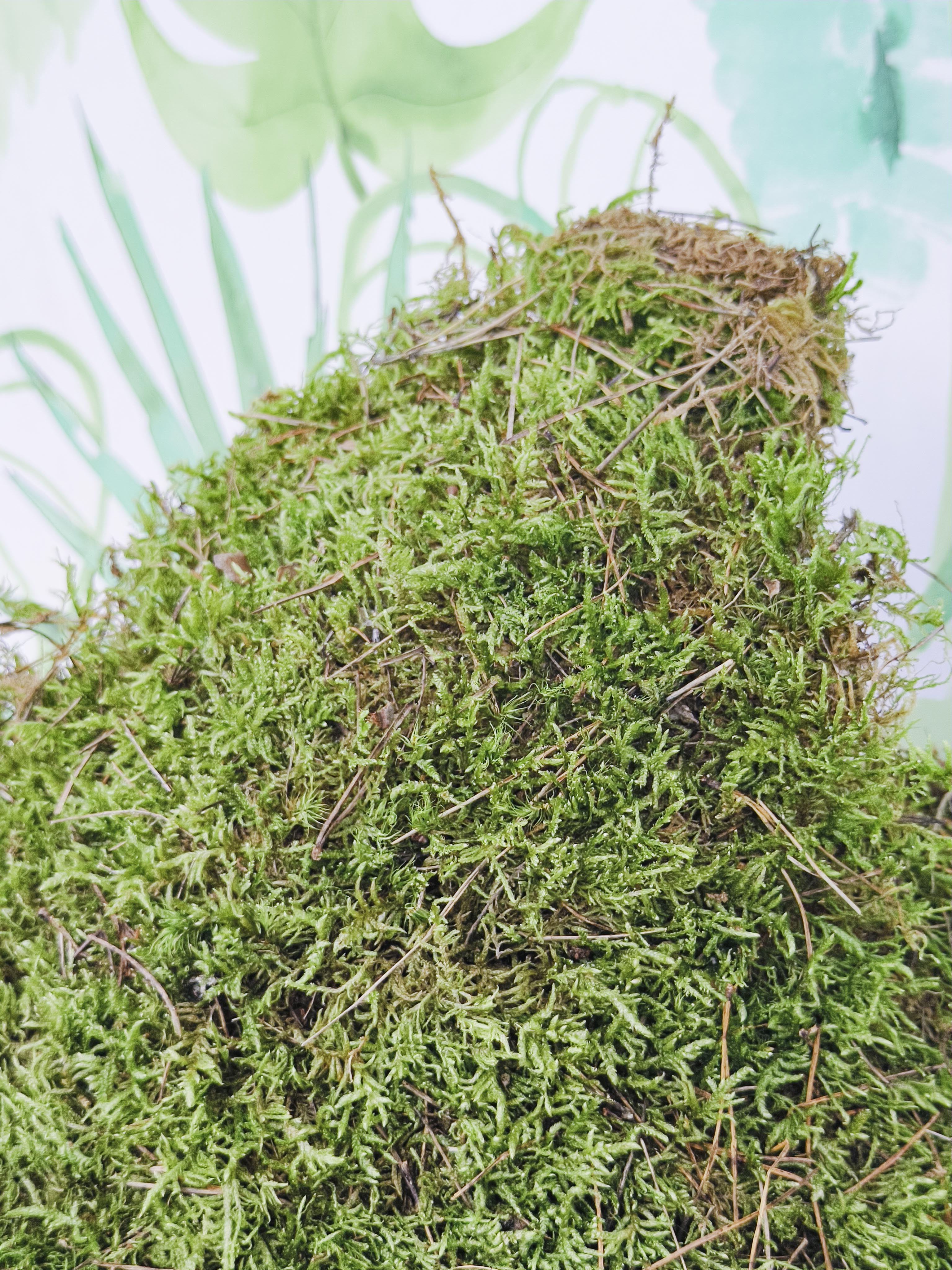 MUSGUÍN plancha musgo