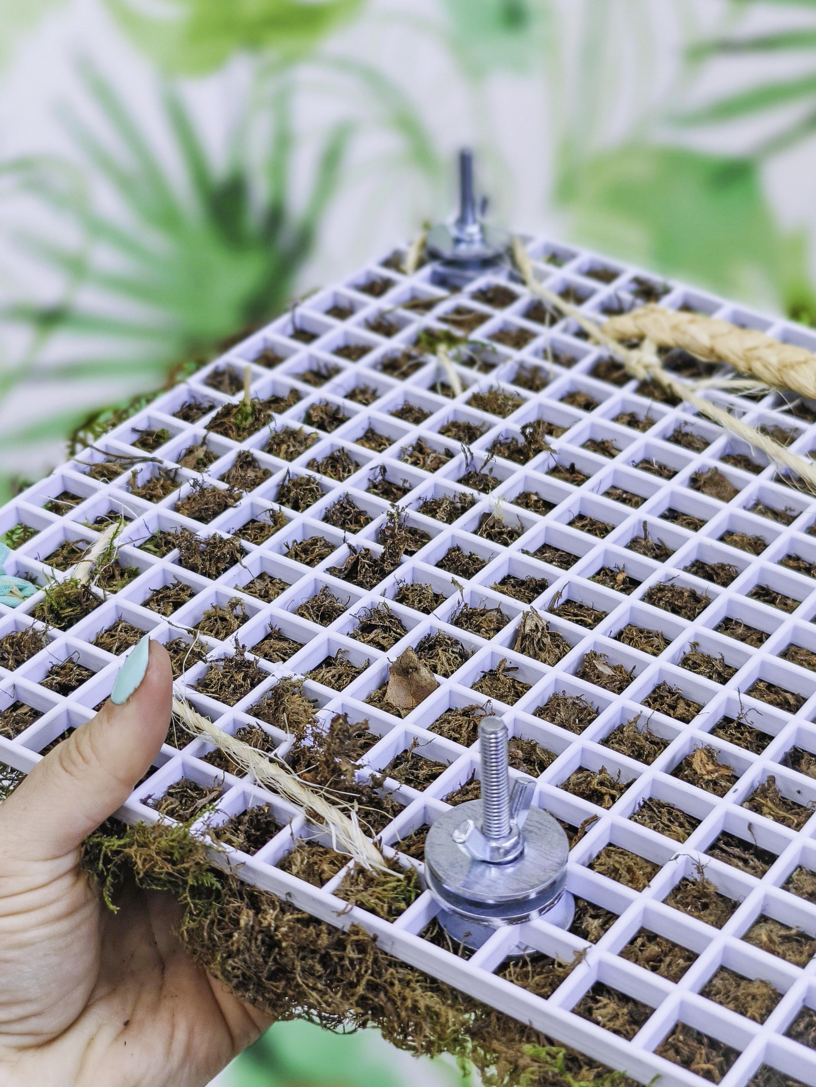 EL JARDÍN VERTICAL DE SARA