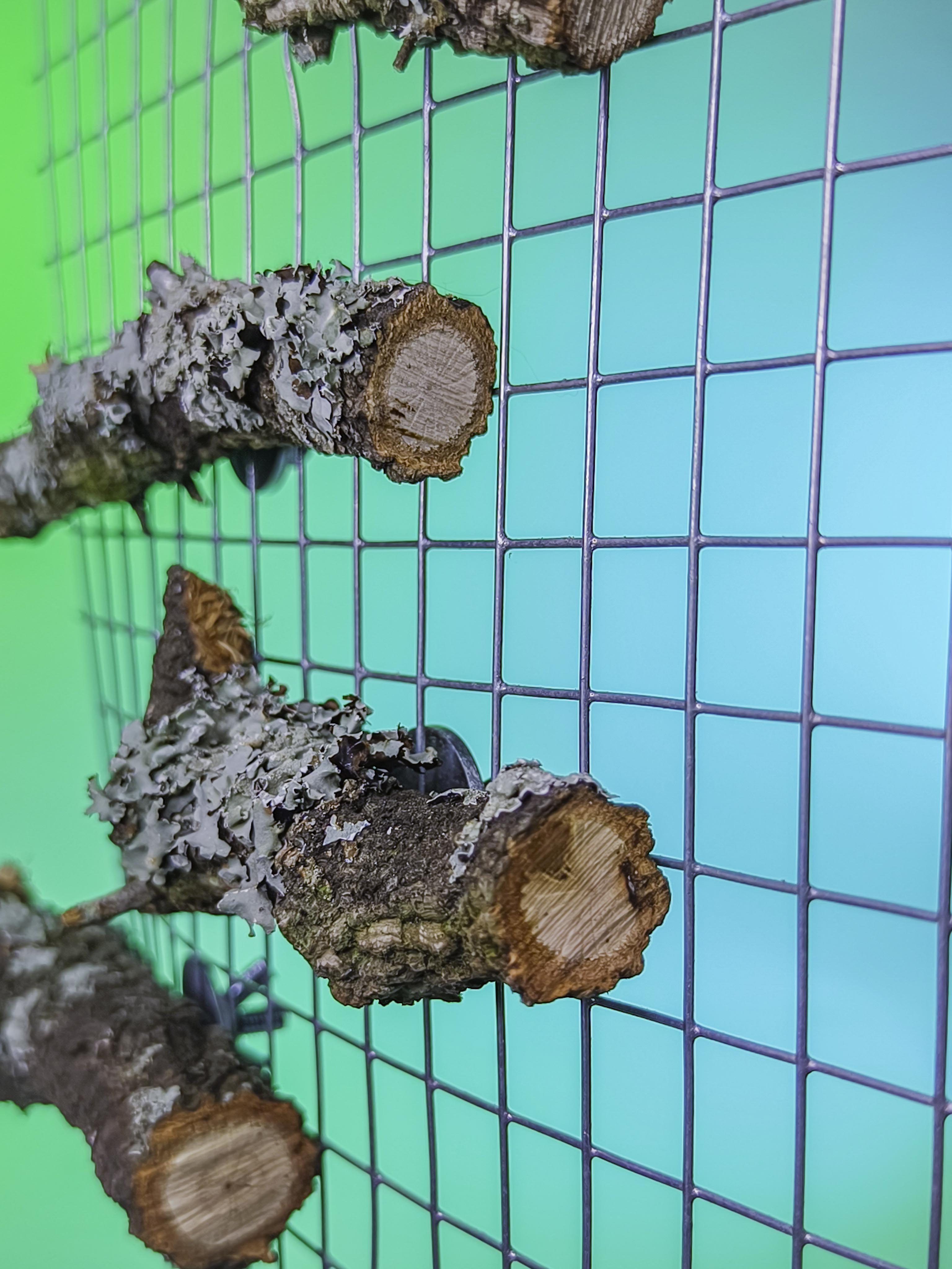 RAMITAS ESCALERA MURAL