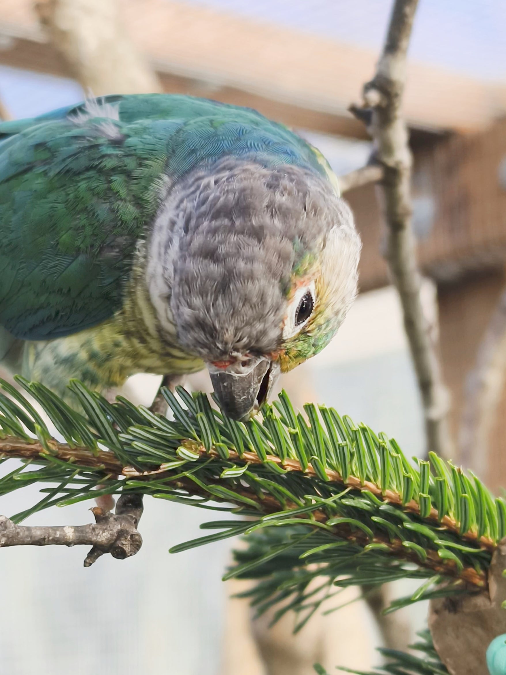 RAMILLETE HOJAS FRESCAS (abeto)