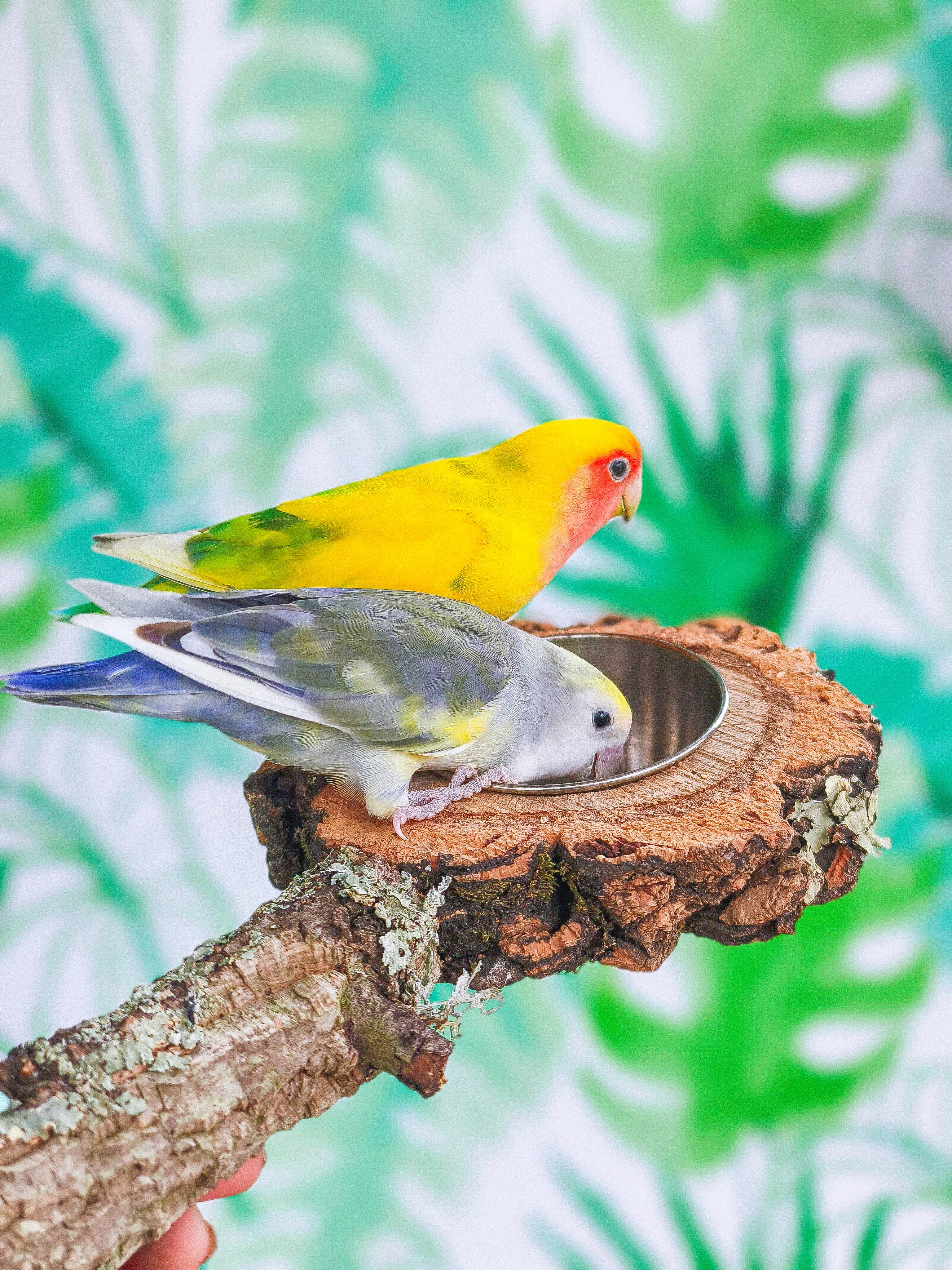 COMEDERO DISCO EN RAMA