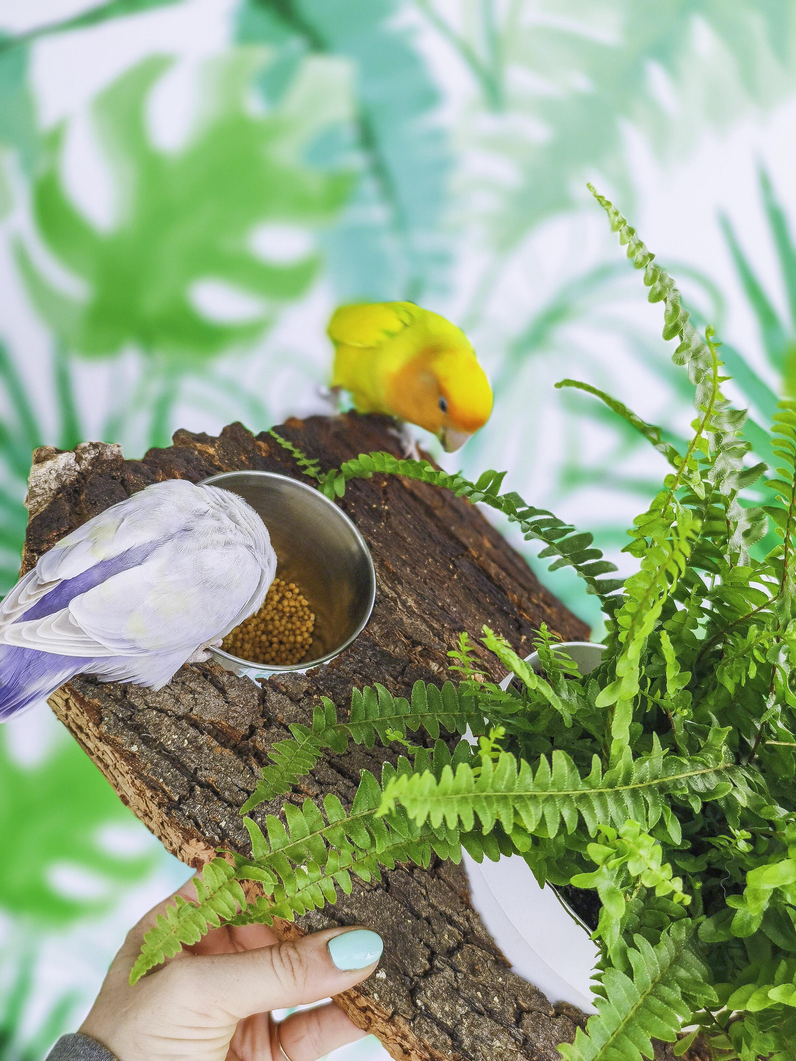 PLANTÍN soporte con planta y comedero