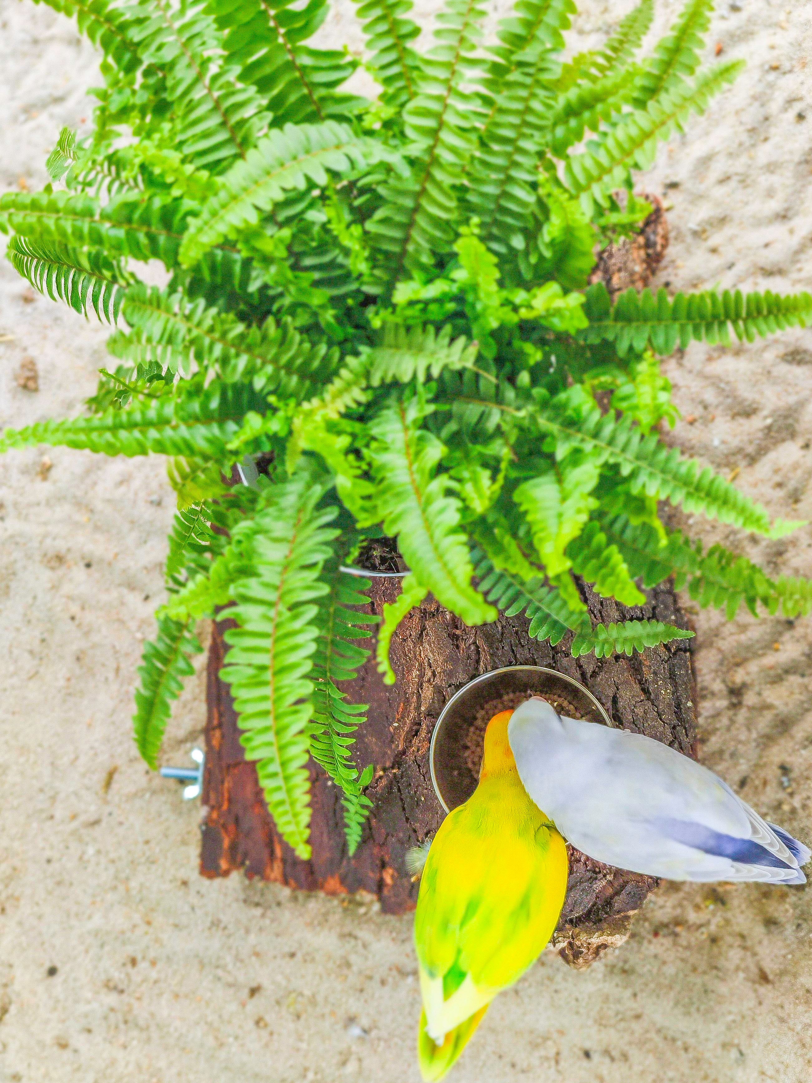 PLANTÍN soporte con planta y comedero