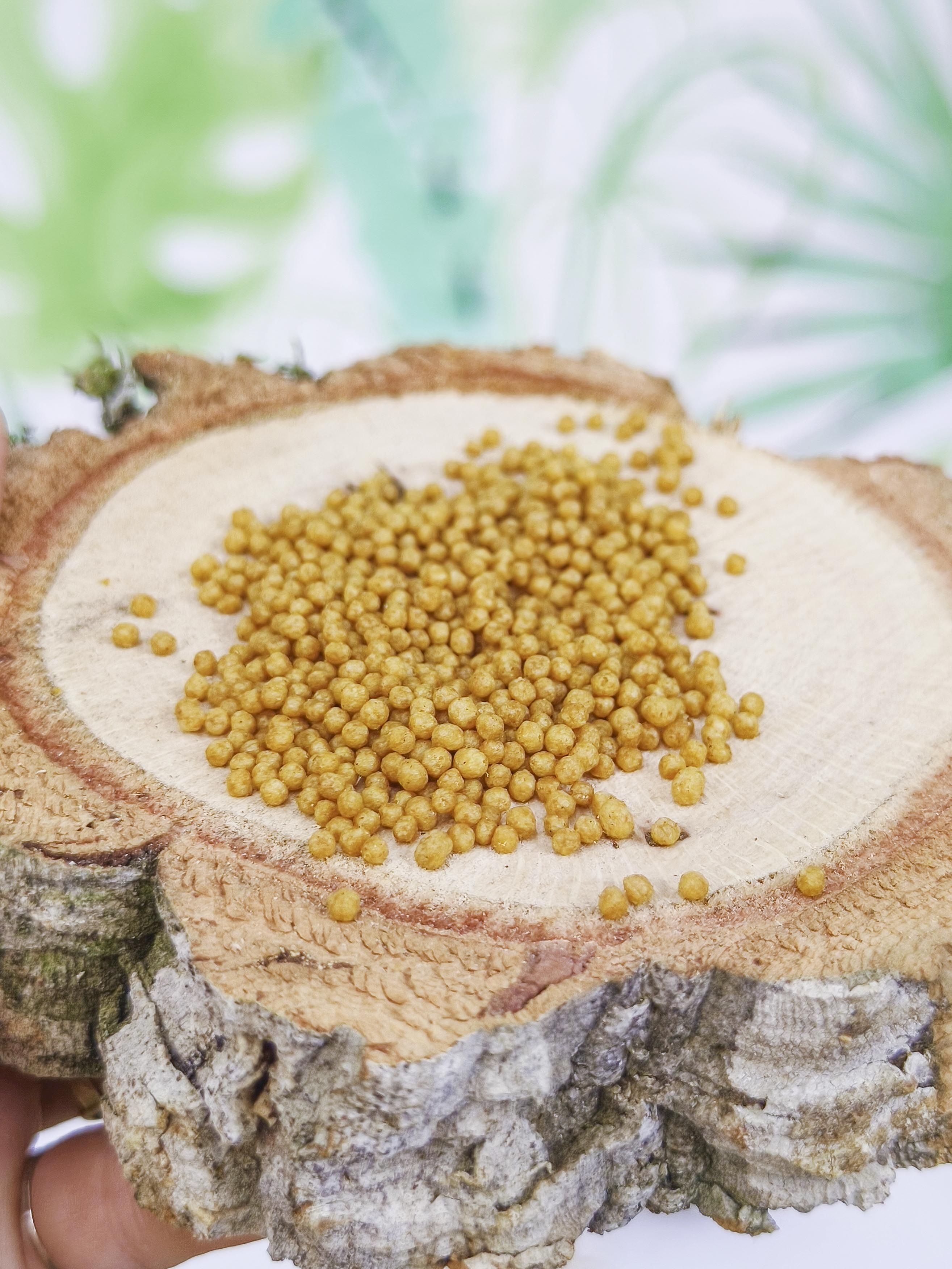 PIENSO Psittacus Minor