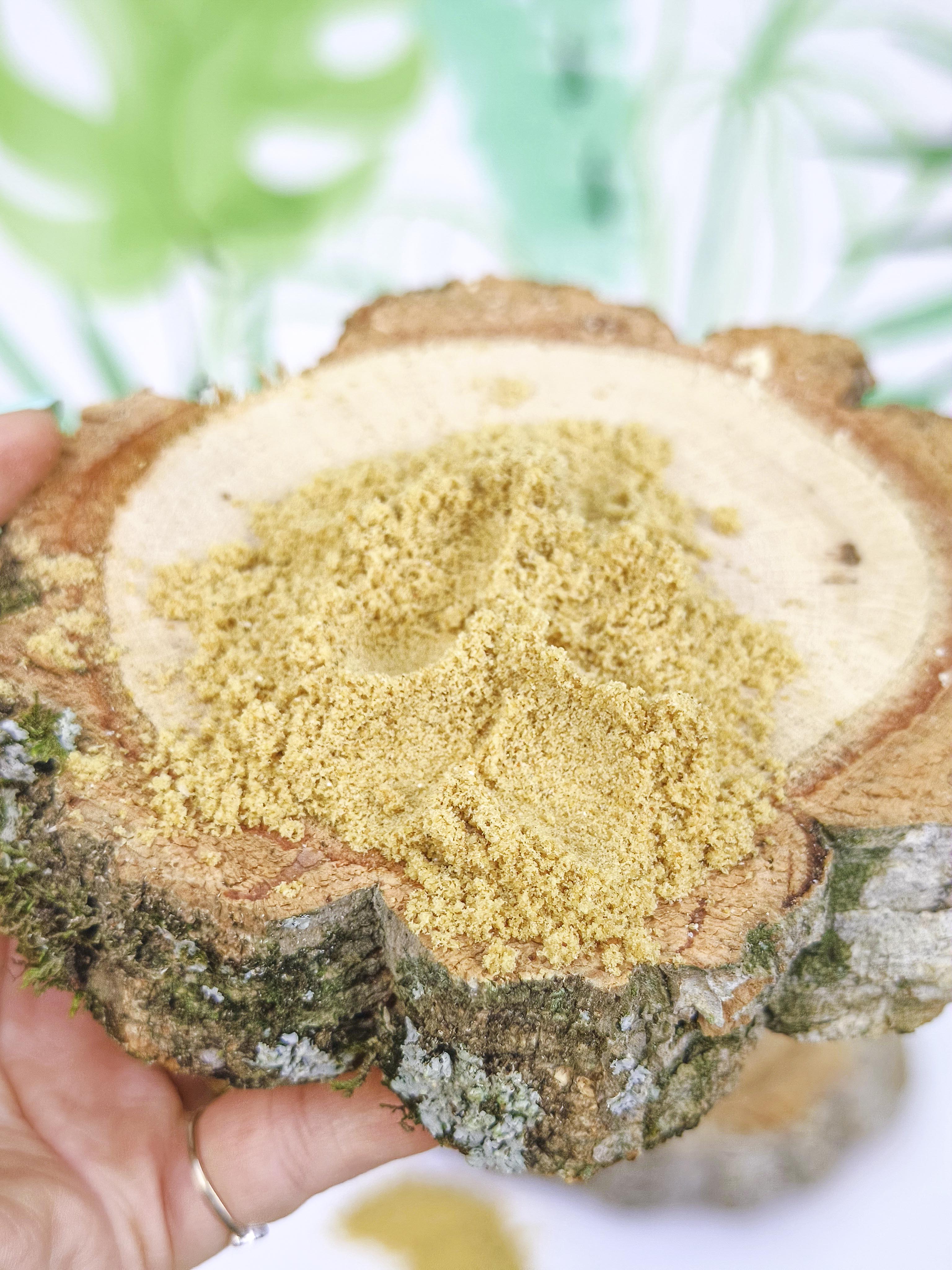 PAPILLA Psittacus Mini