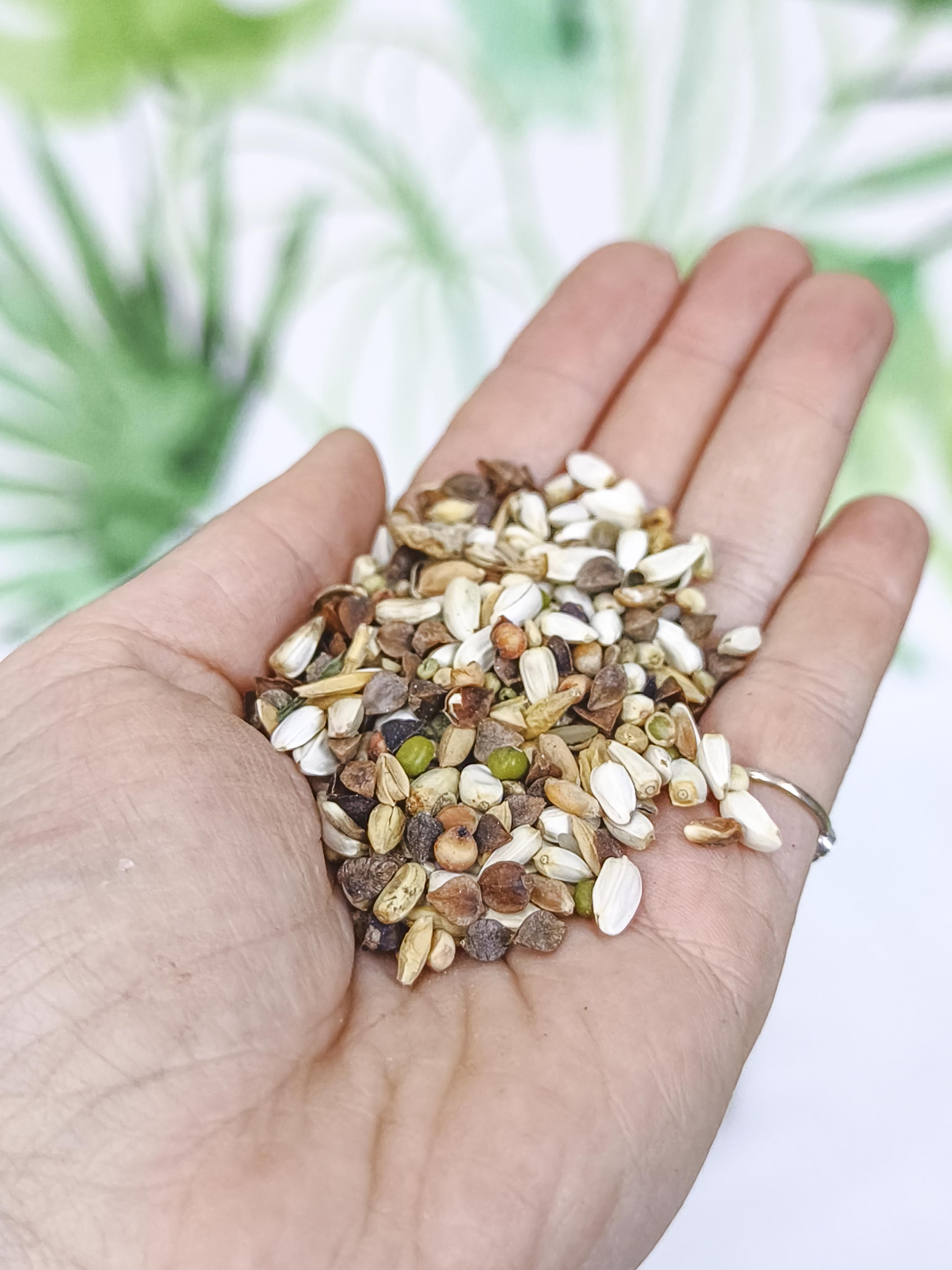 MIXTURA JR Farm |Semillas para germinar