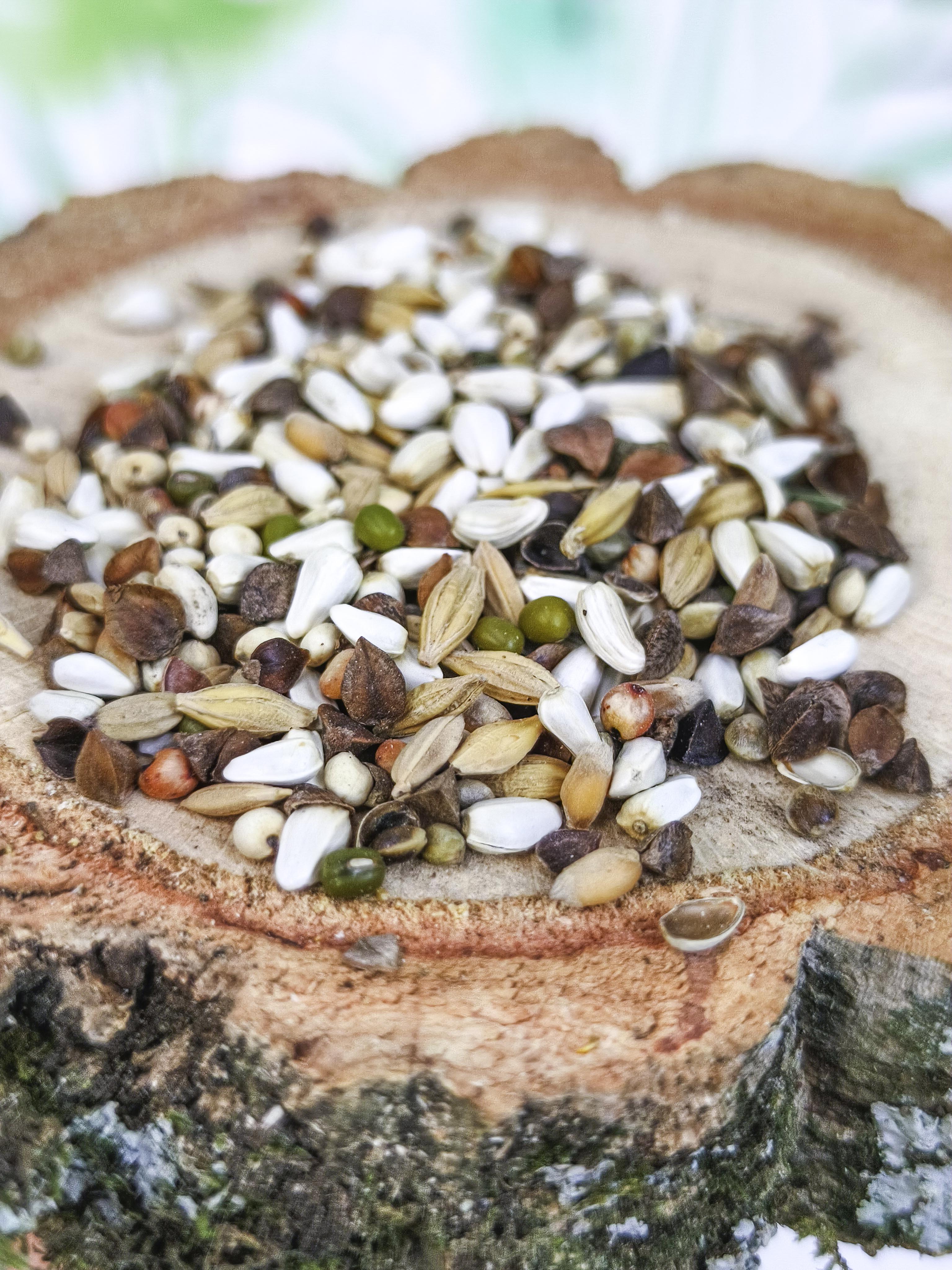 MIXTURA JR Farm |Semillas para germinar