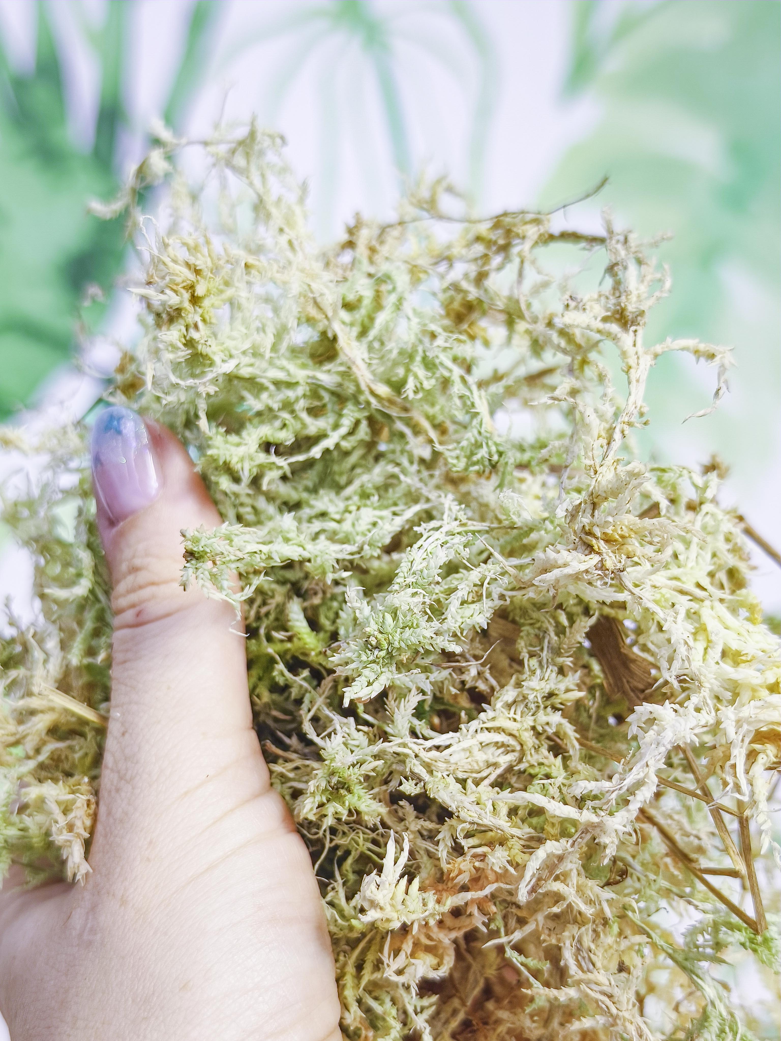 MUSGUÍN musgo spaghnum