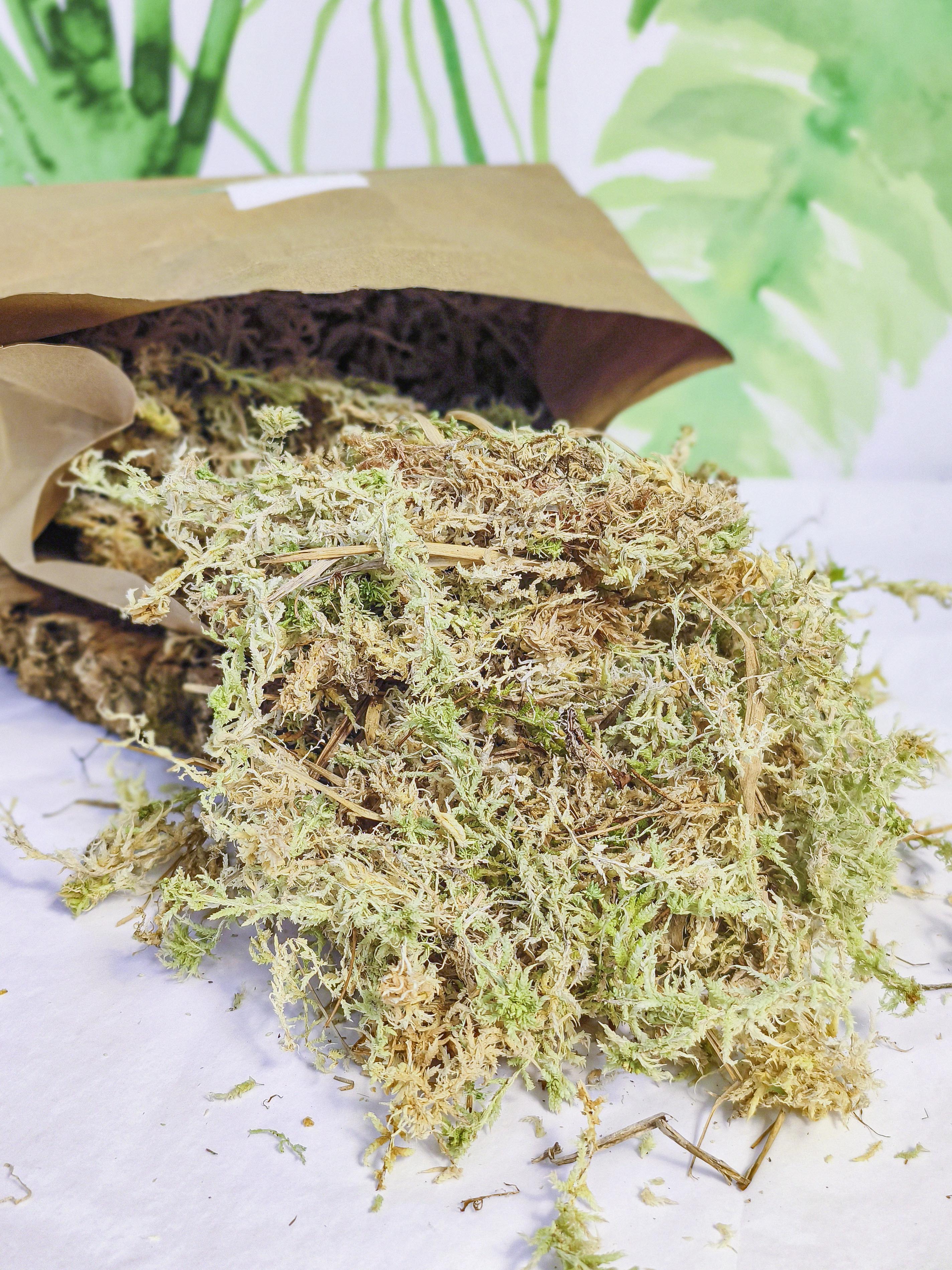 MUSGUÍN musgo spaghnum