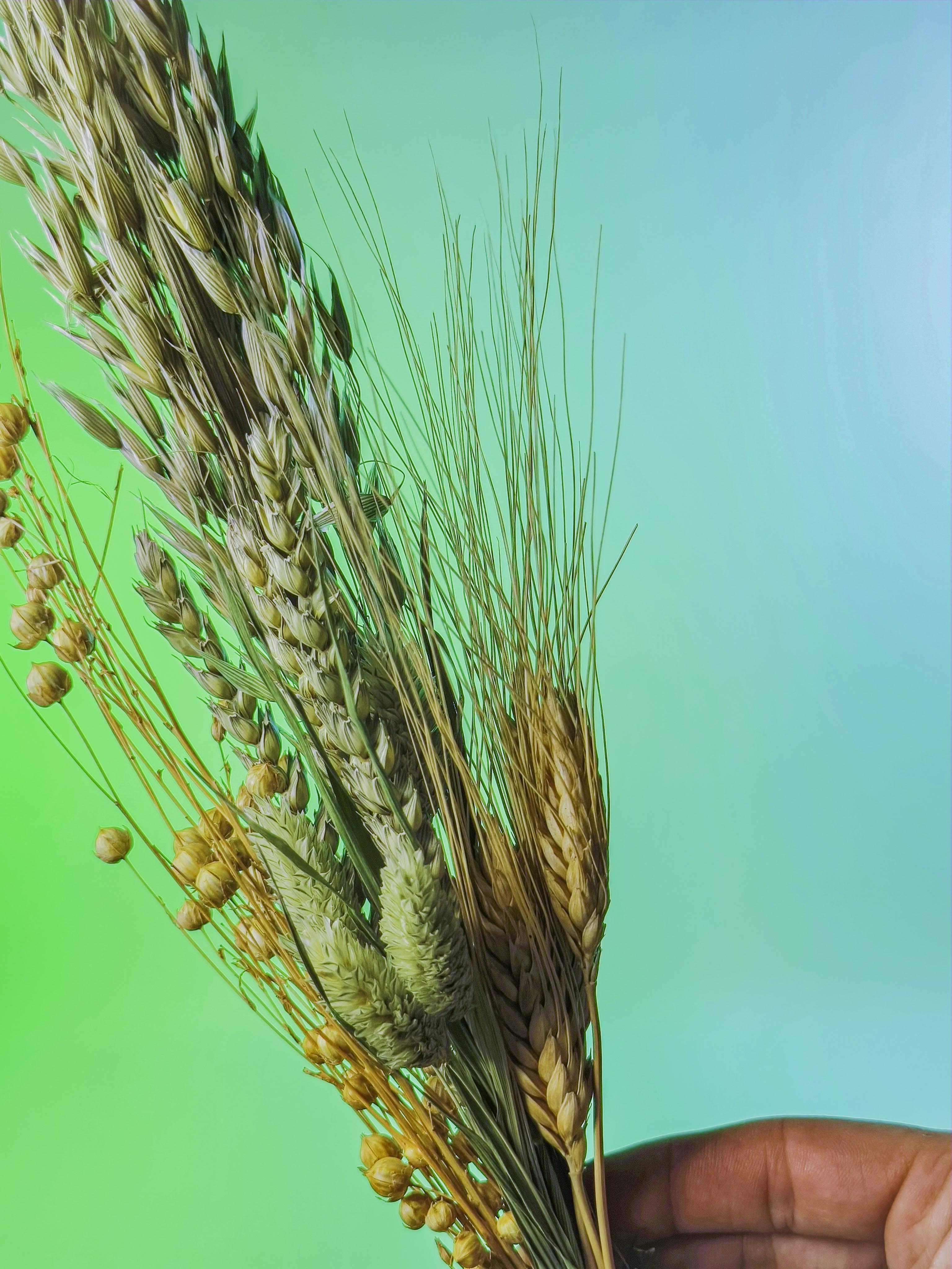 RAMILLETE semillas mix