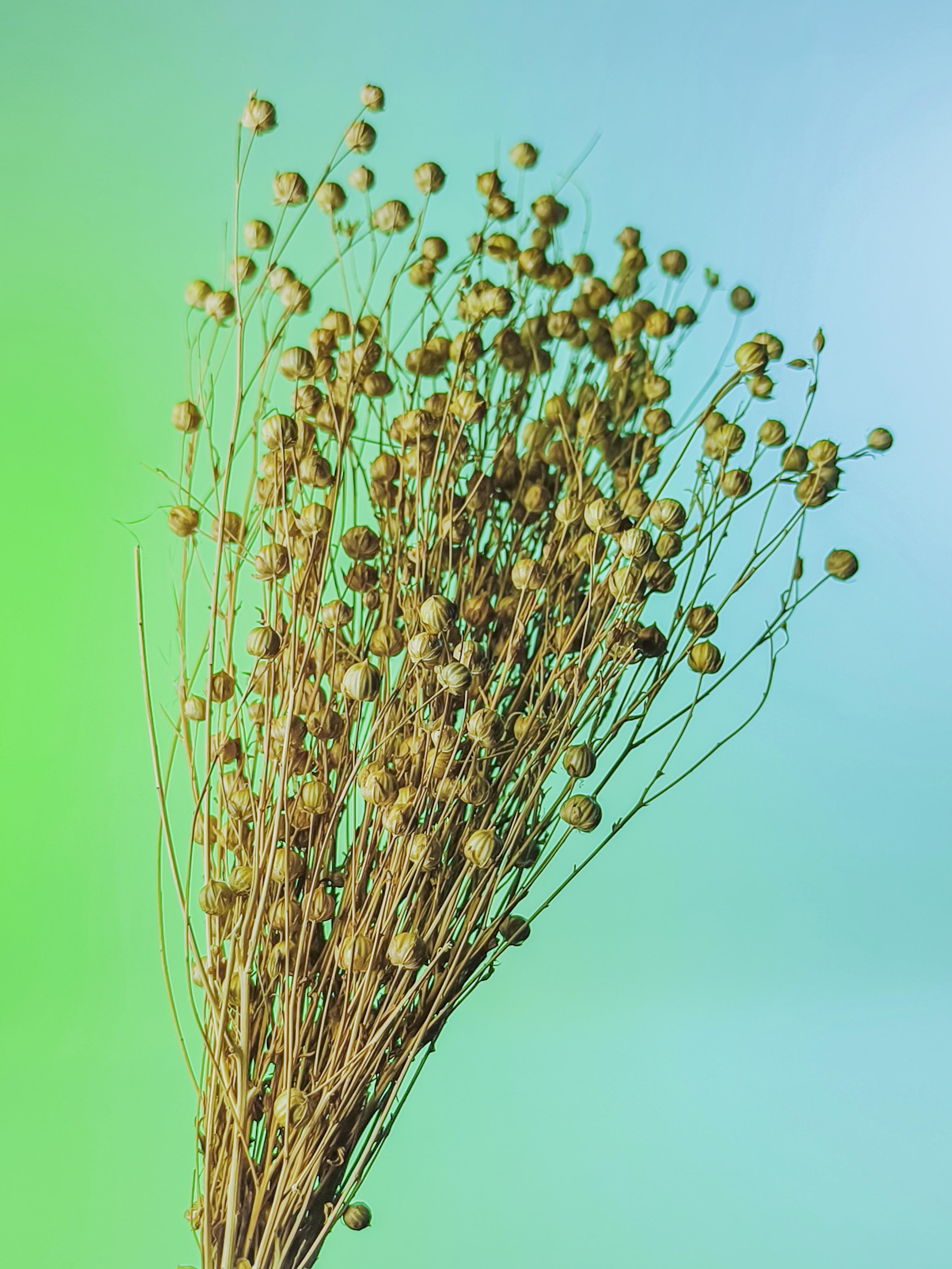 RAMILLETE semillas lino