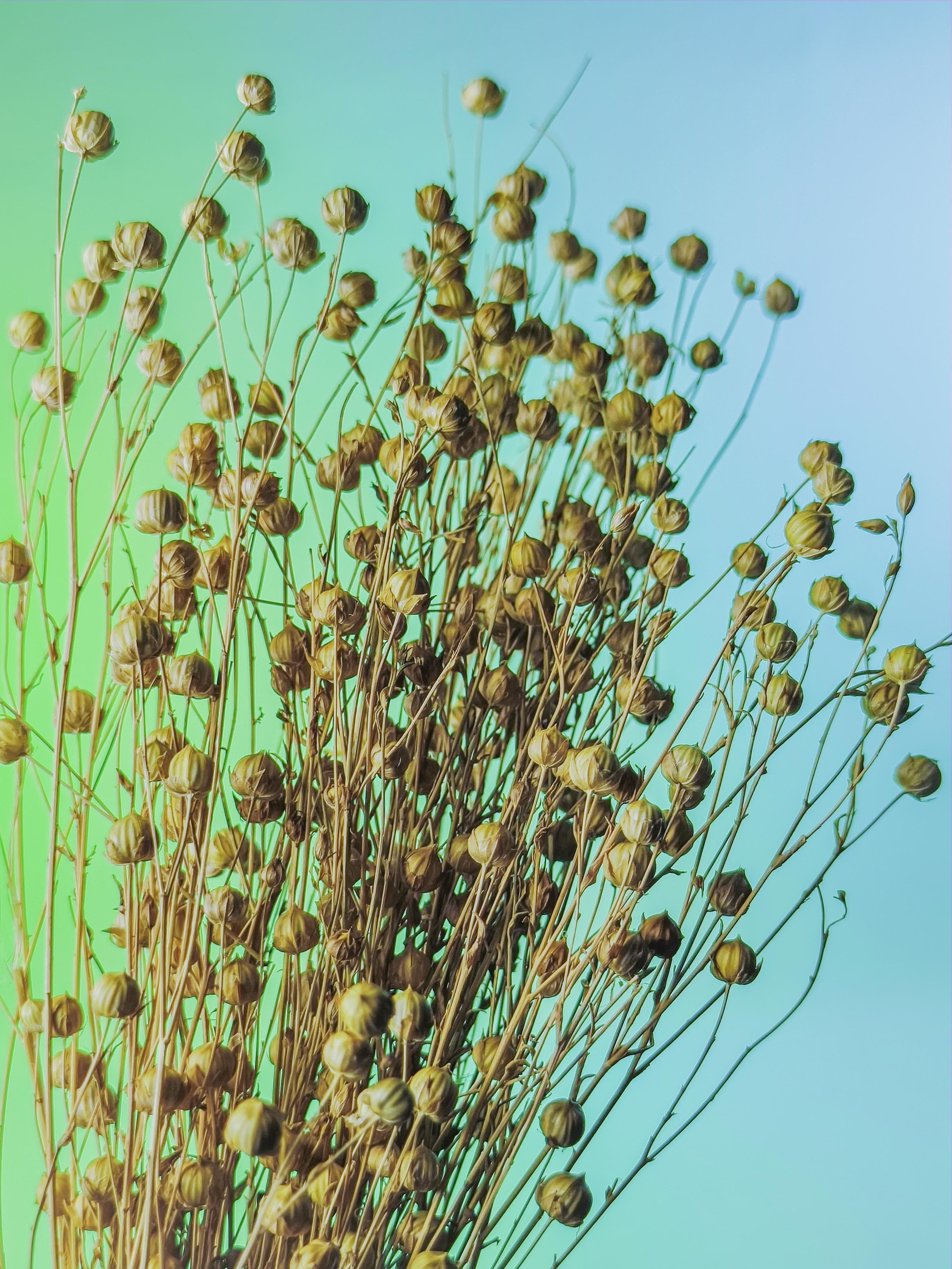 RAMILLETE semillas lino