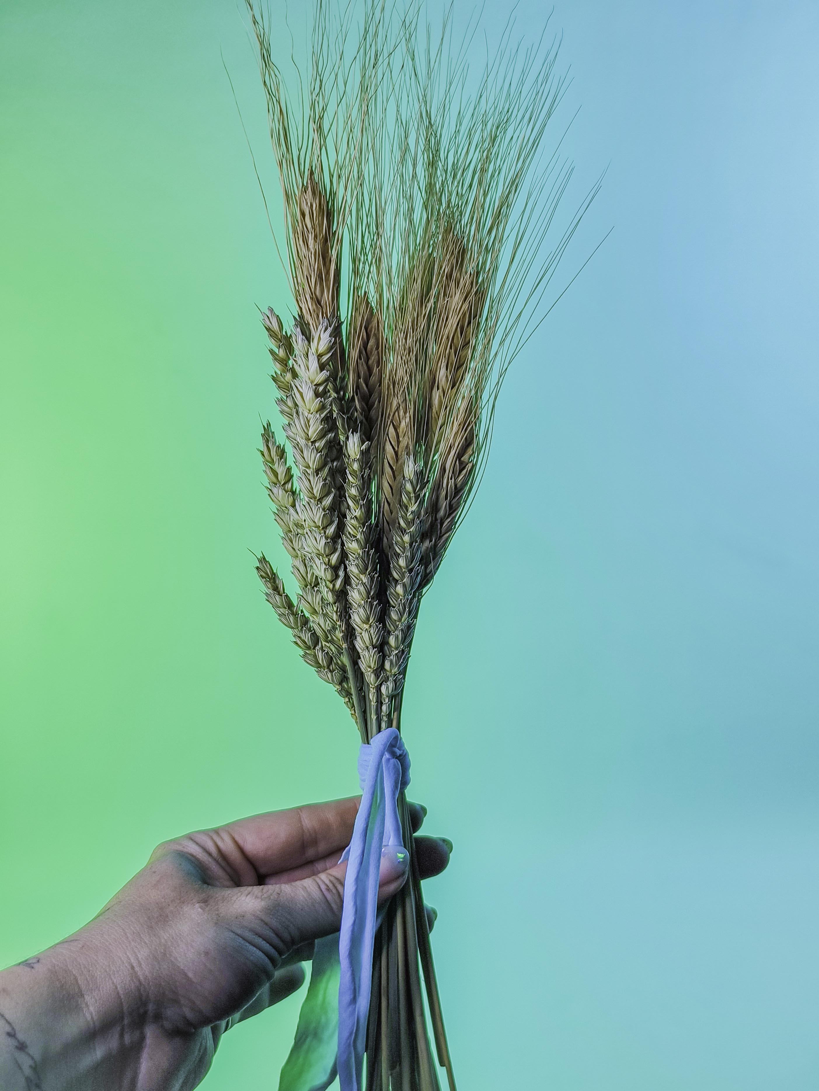 RAMILLETE semillas trigo