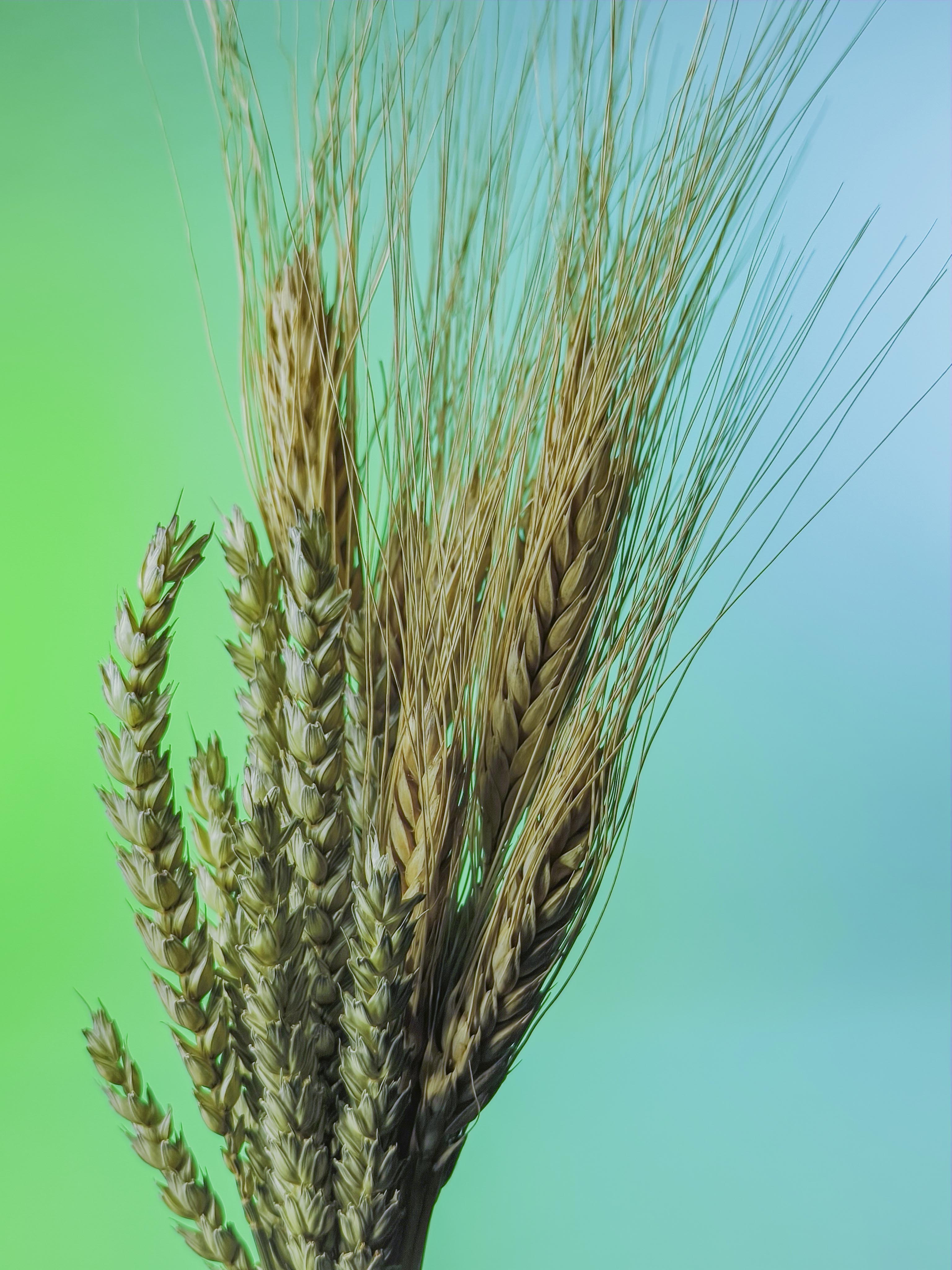 RAMILLETE semillas trigo