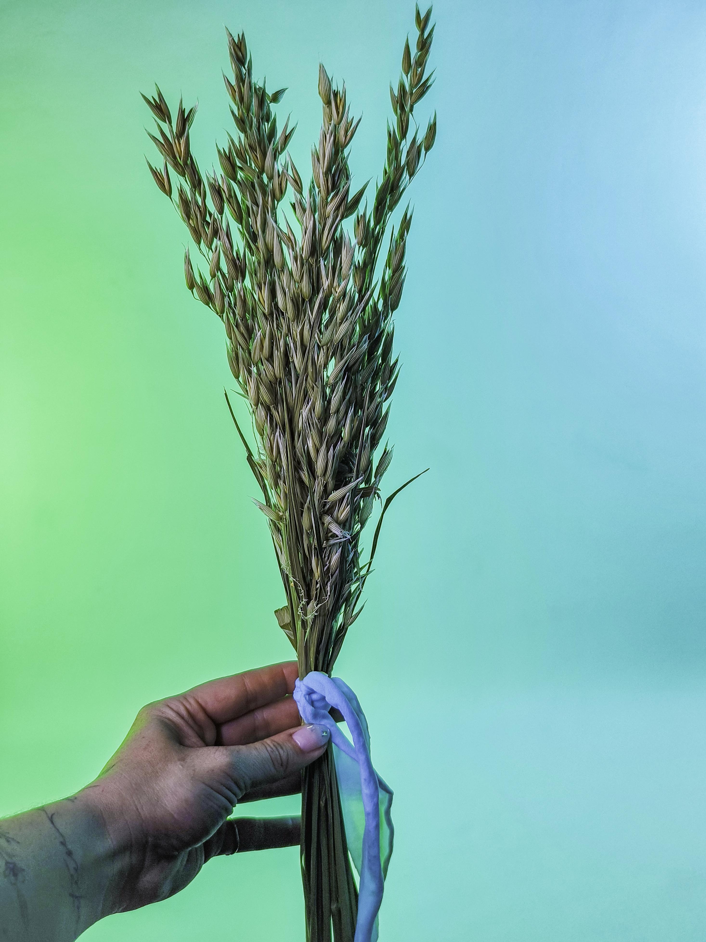 RAMILLETE semillas avena