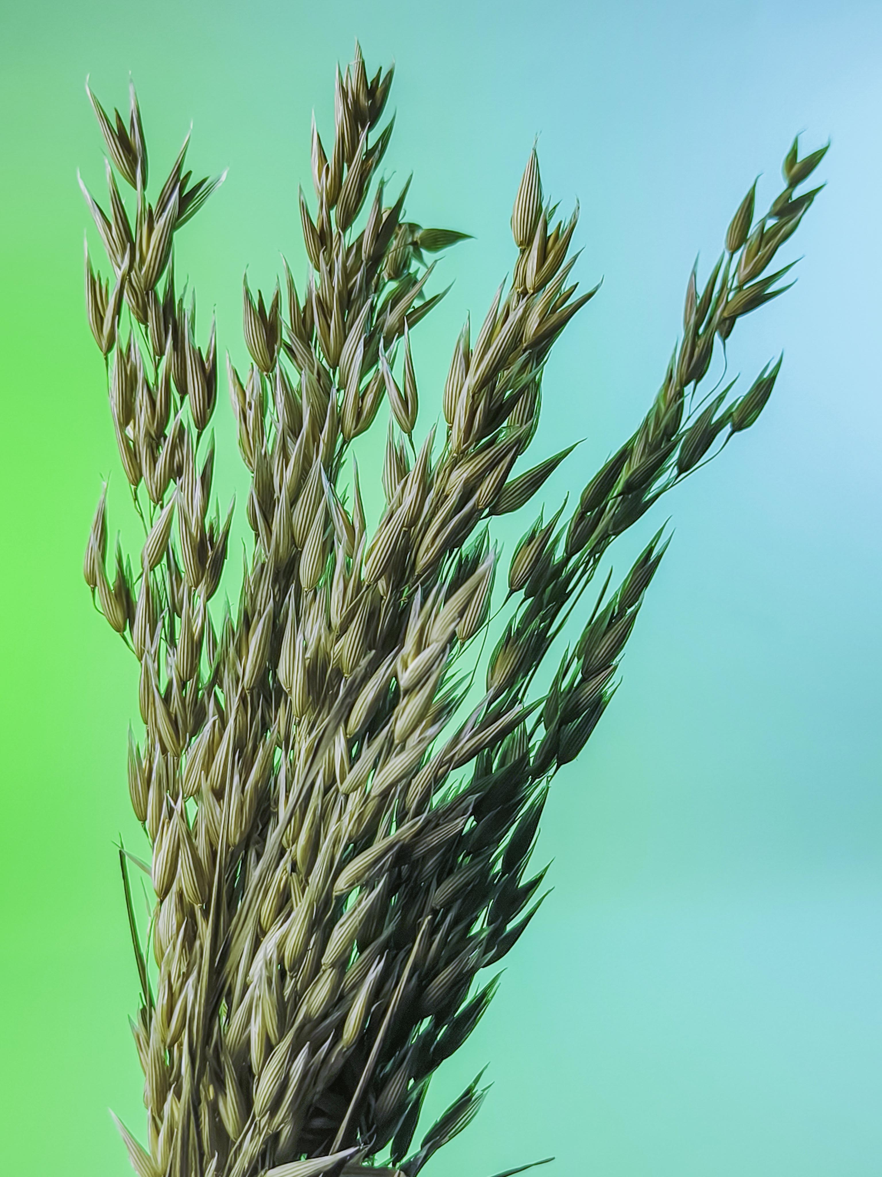 RAMILLETE semillas avena