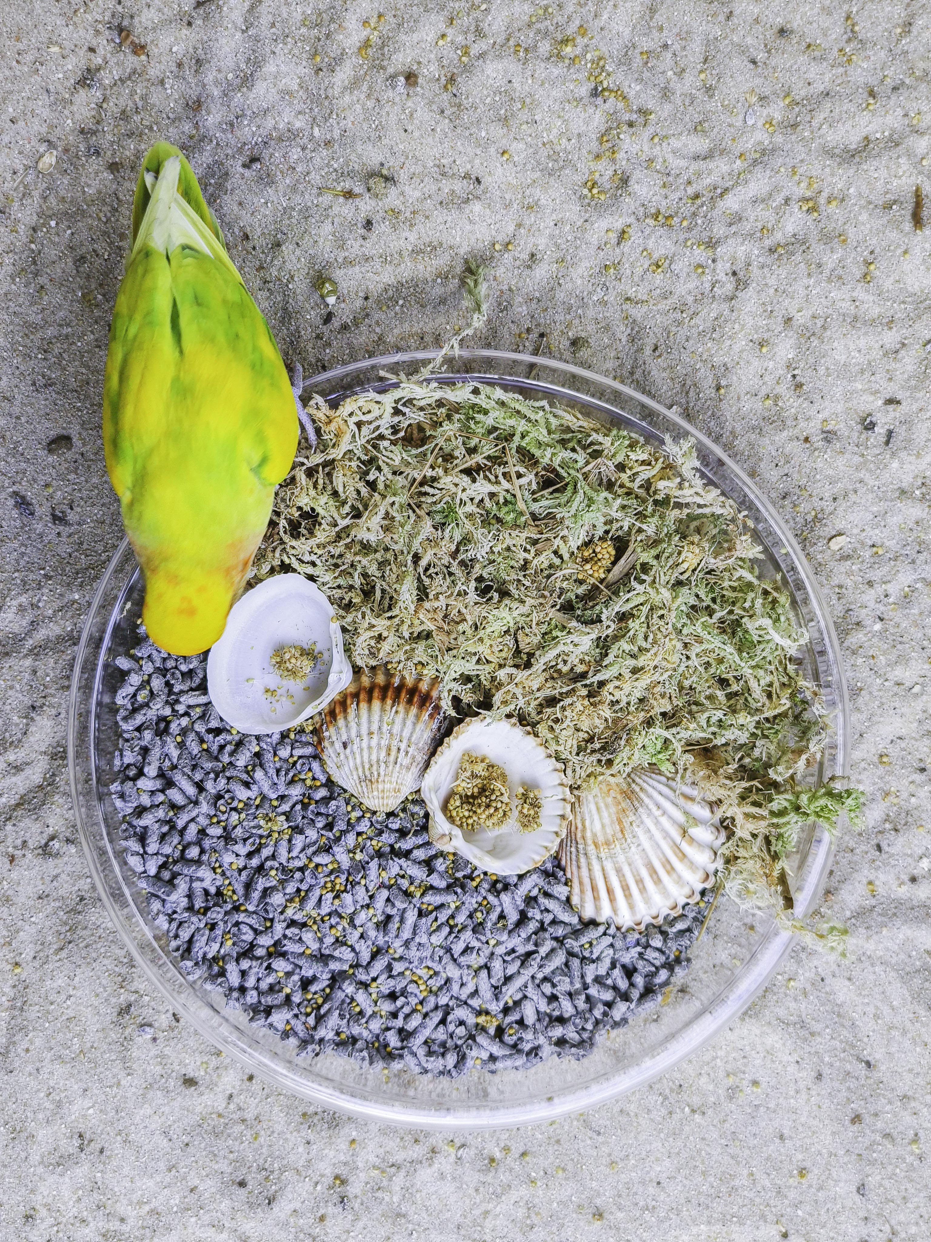 MUSGUÍN musgo spaghnum