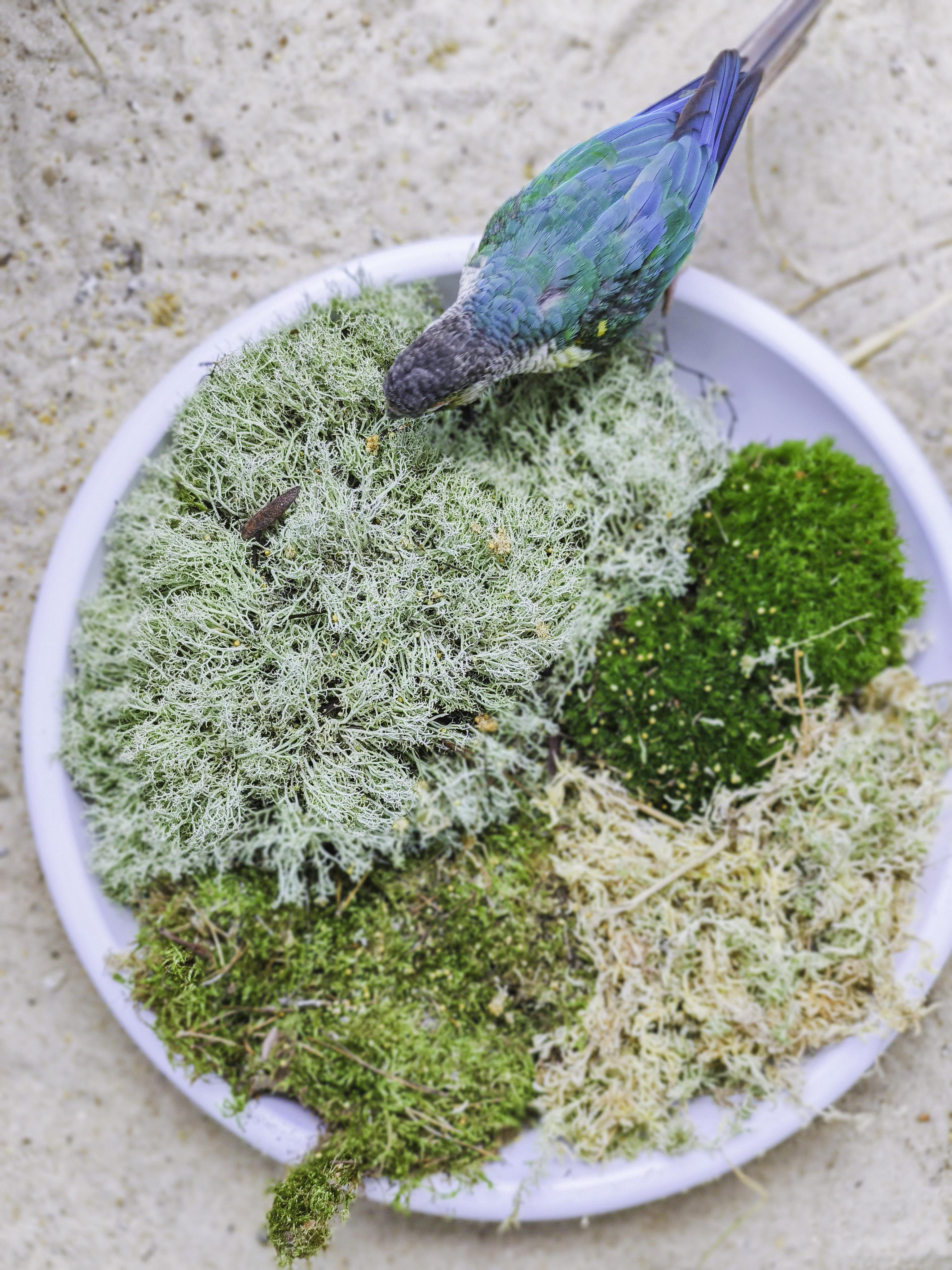 MUSGUÍN musgo spaghnum