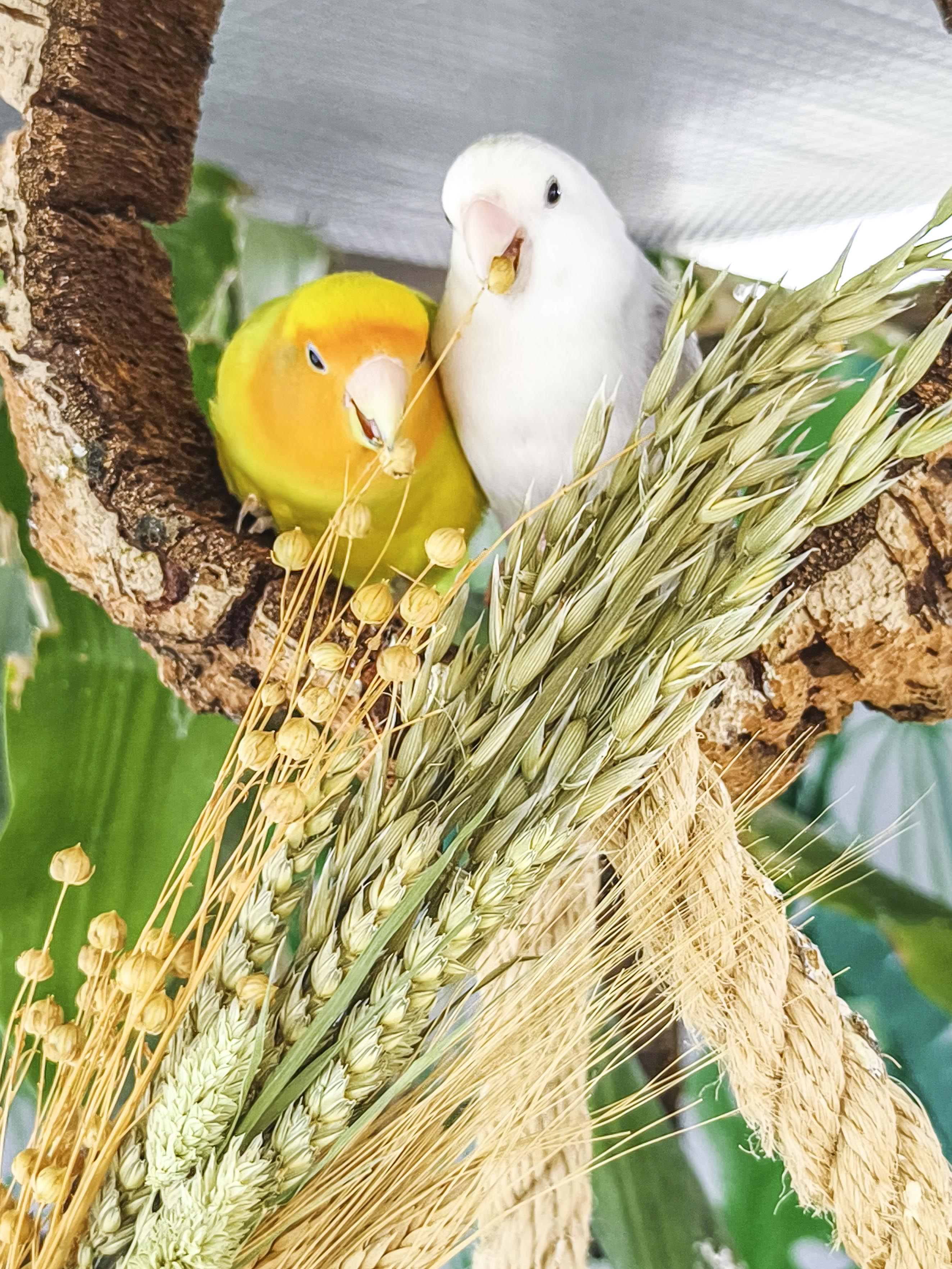 RAMILLETE semillas mix