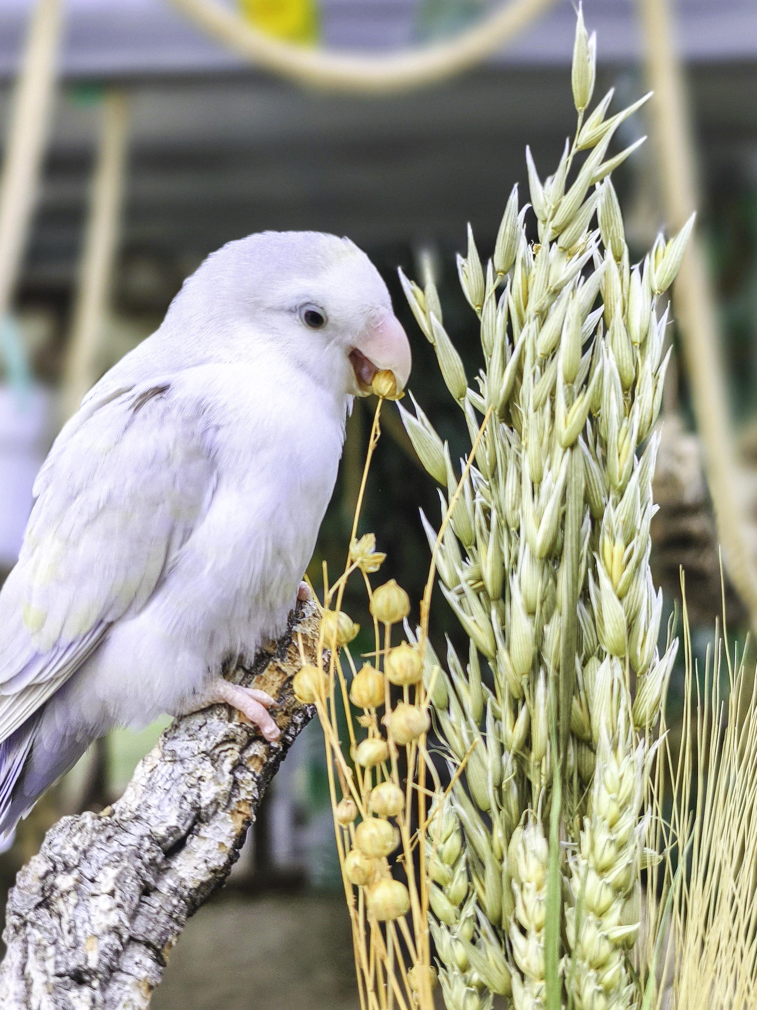 RAMILLETE semillas mix