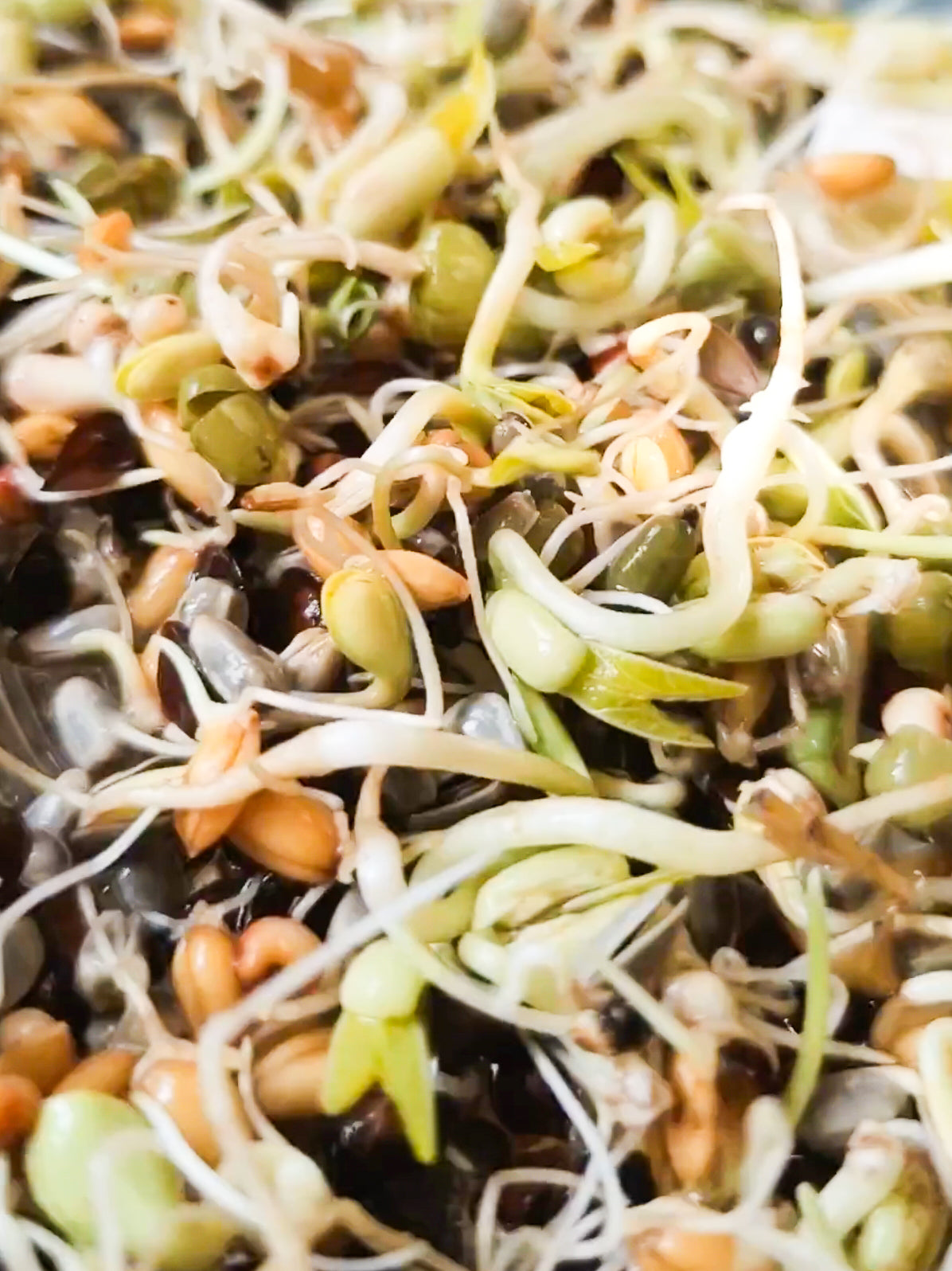 MIXTURA JR Farm |Semillas para germinar