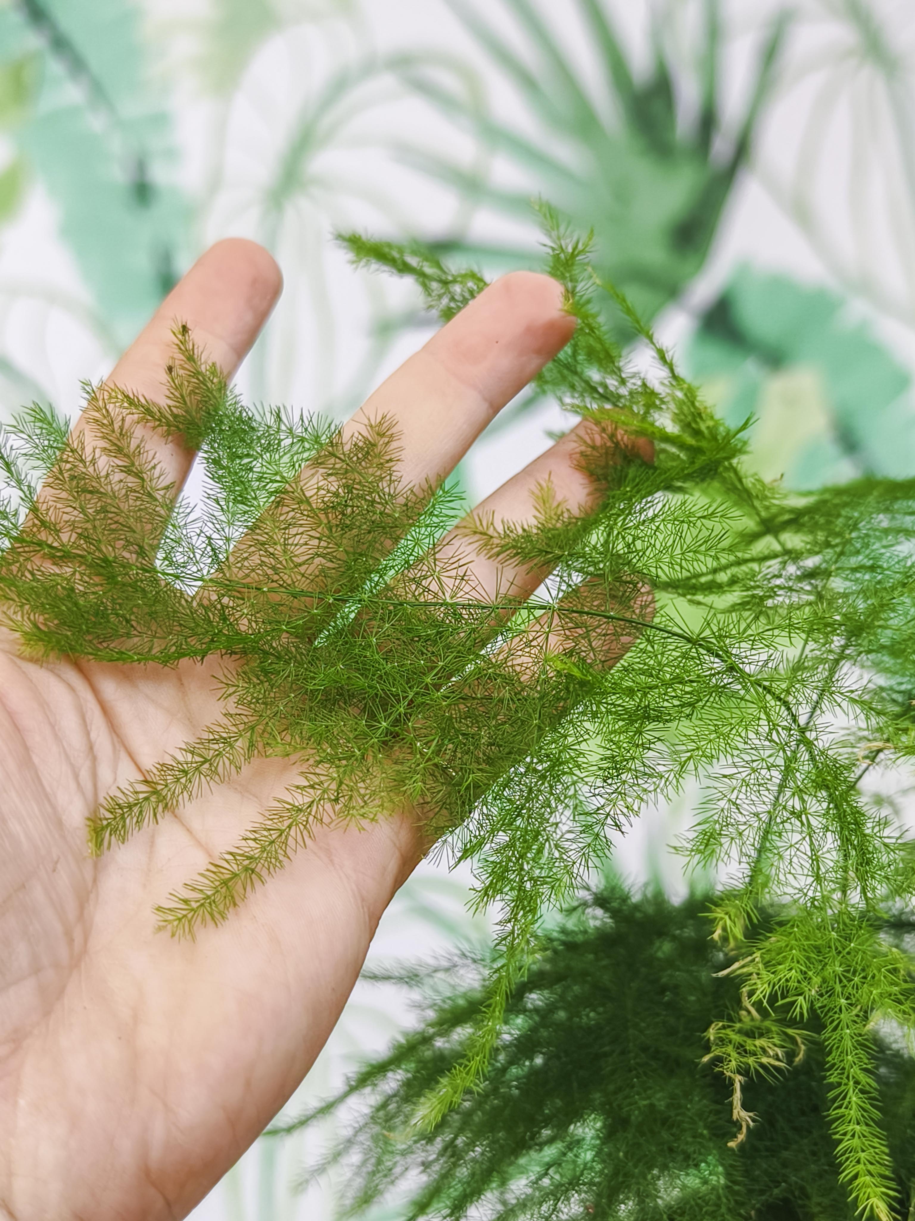 PLANTÍN helecho plumoso