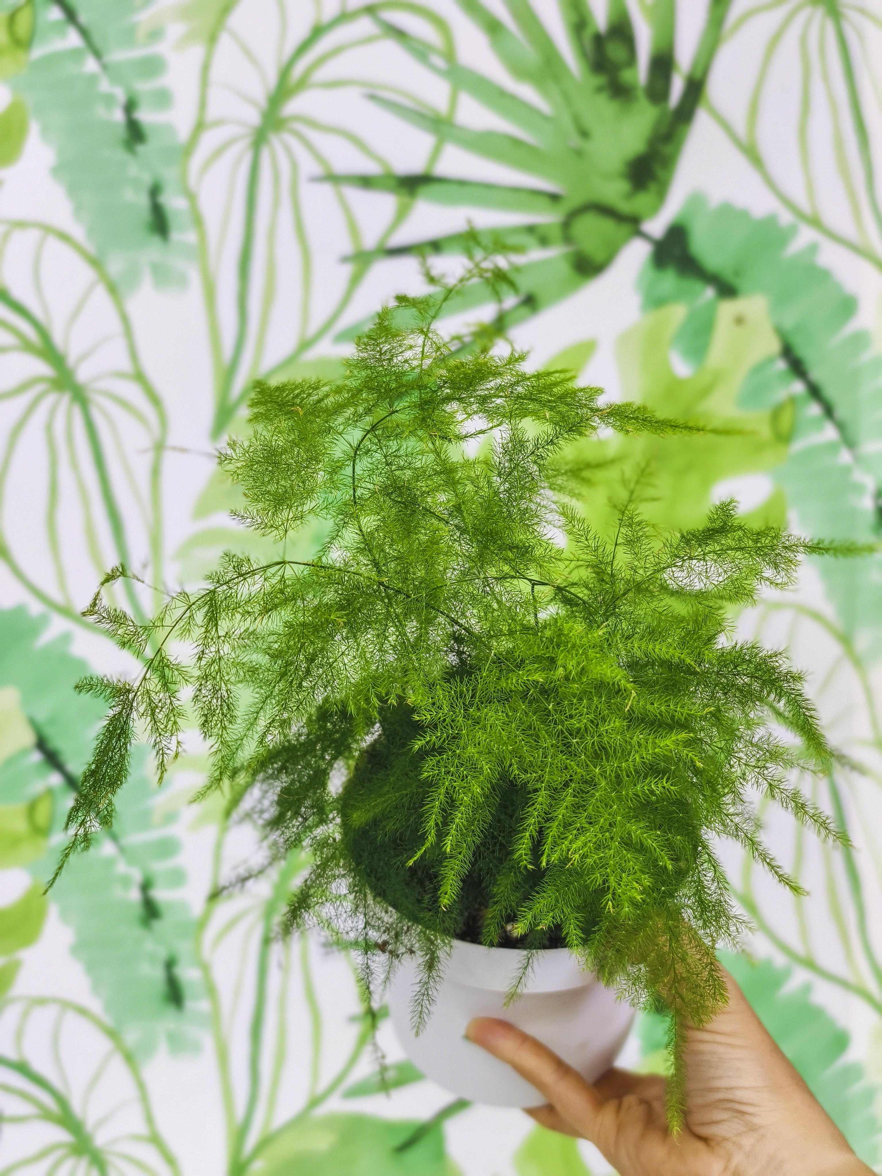 PLANTÍN helecho plumoso