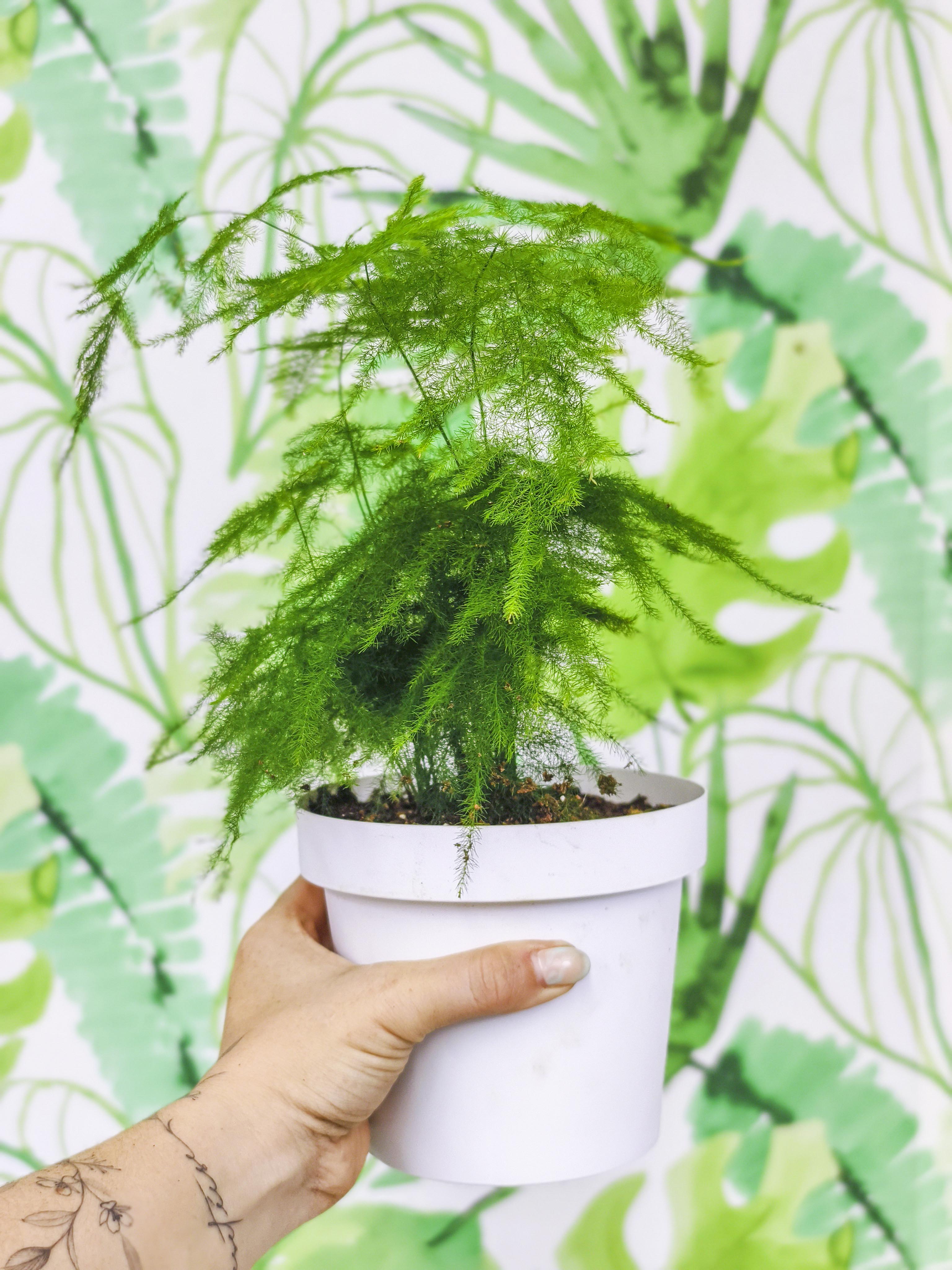 PLANTÍN helecho plumoso