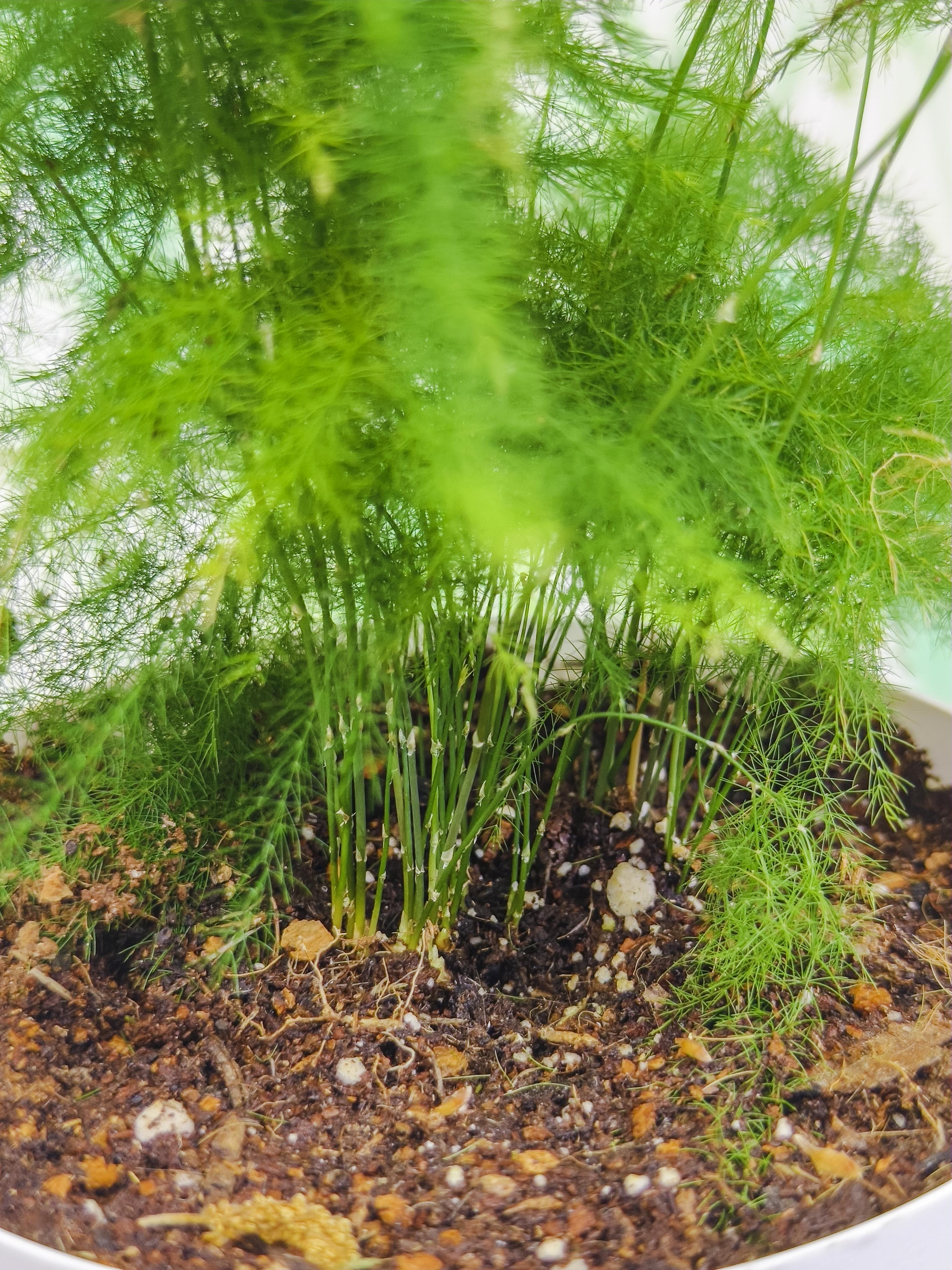 PLANTÍN helecho plumoso