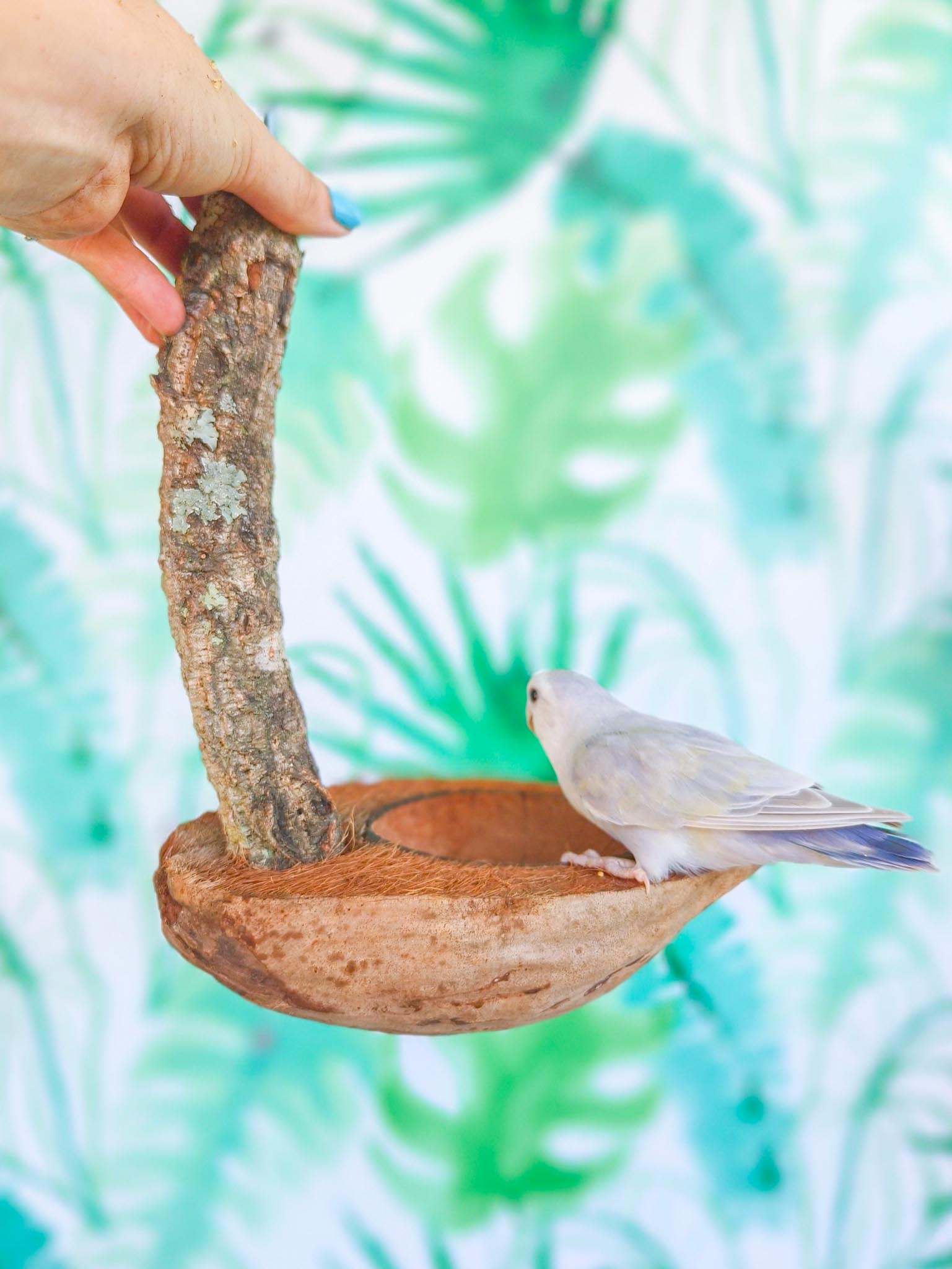 COMEDERO COCO SUSPENDIDO