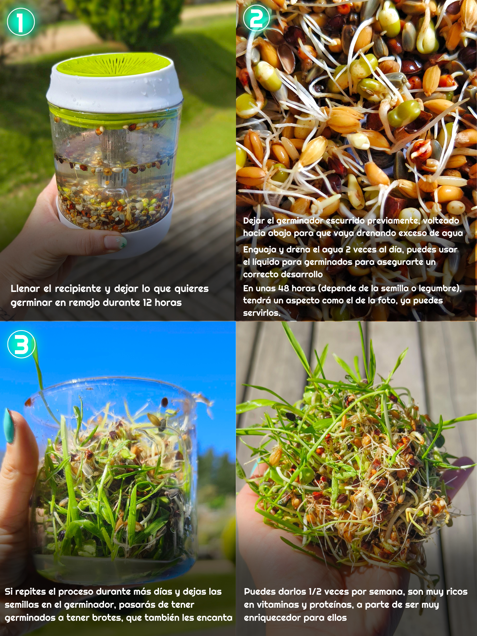 GERMINADOR DE SEMILLAS Y LEGUMBRES