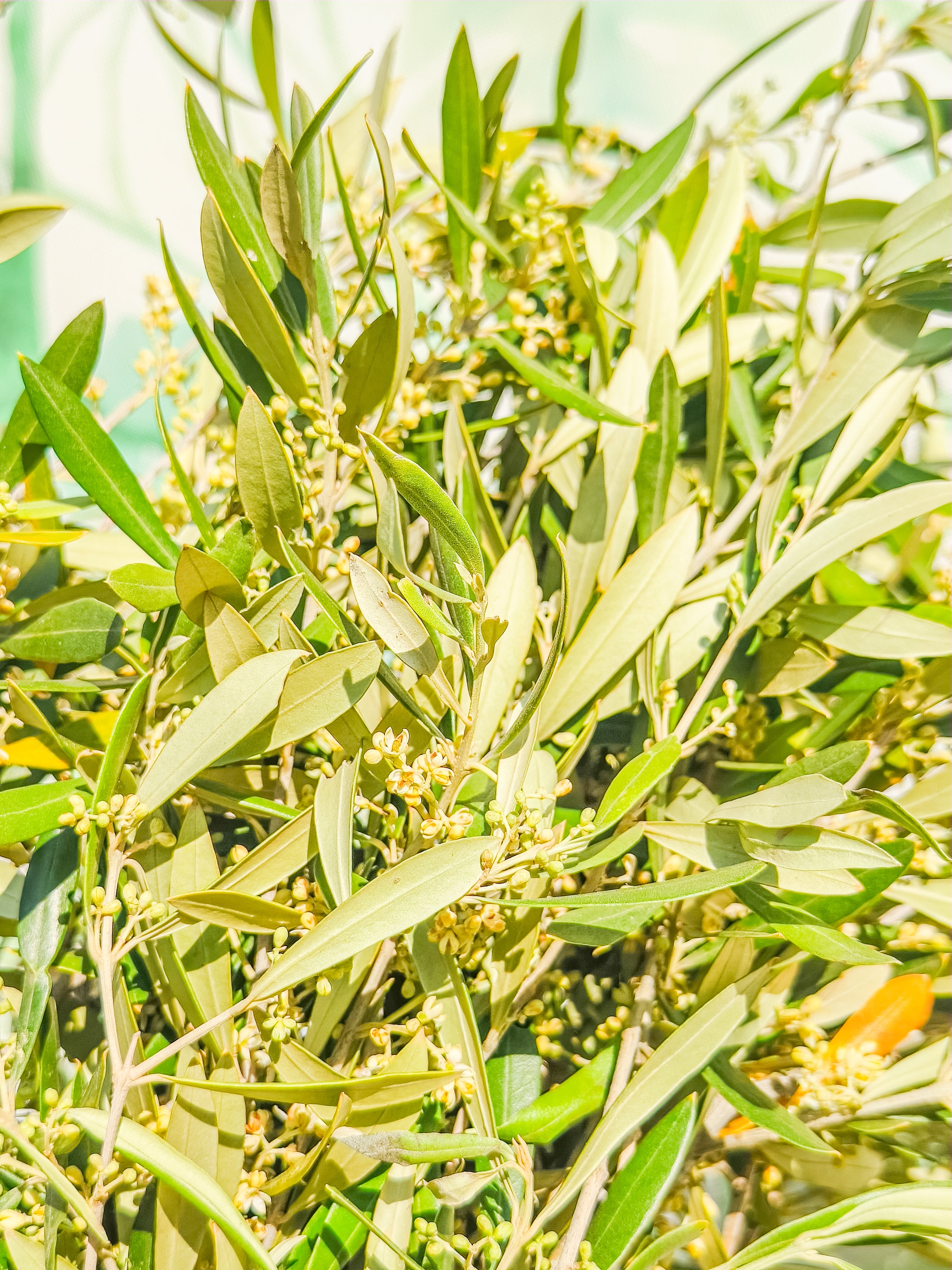 RAMILLETE HOJAS FRESCAS (olivo)