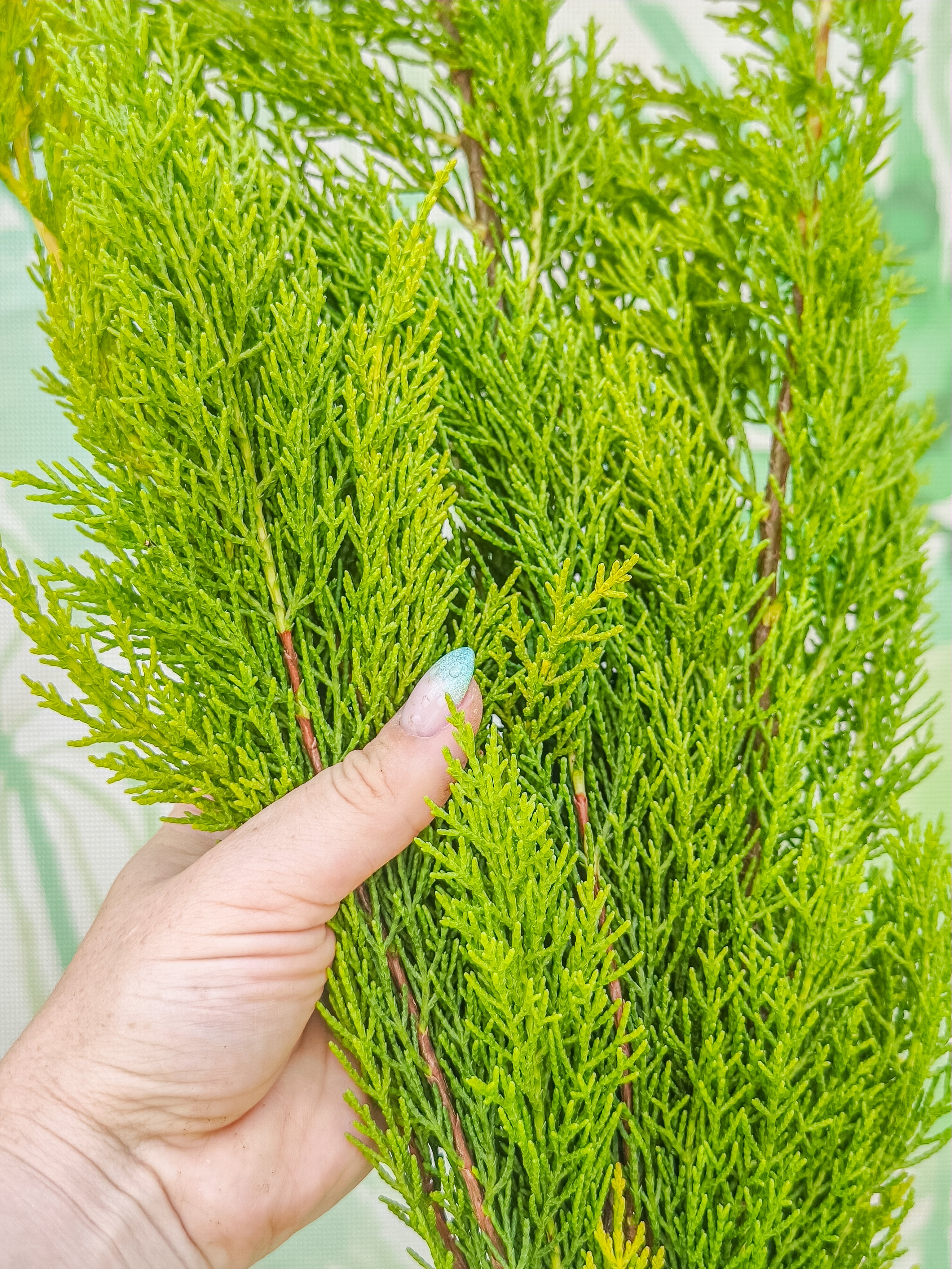 RAMILLETE HOJAS FRESCAS (ciprés limón)