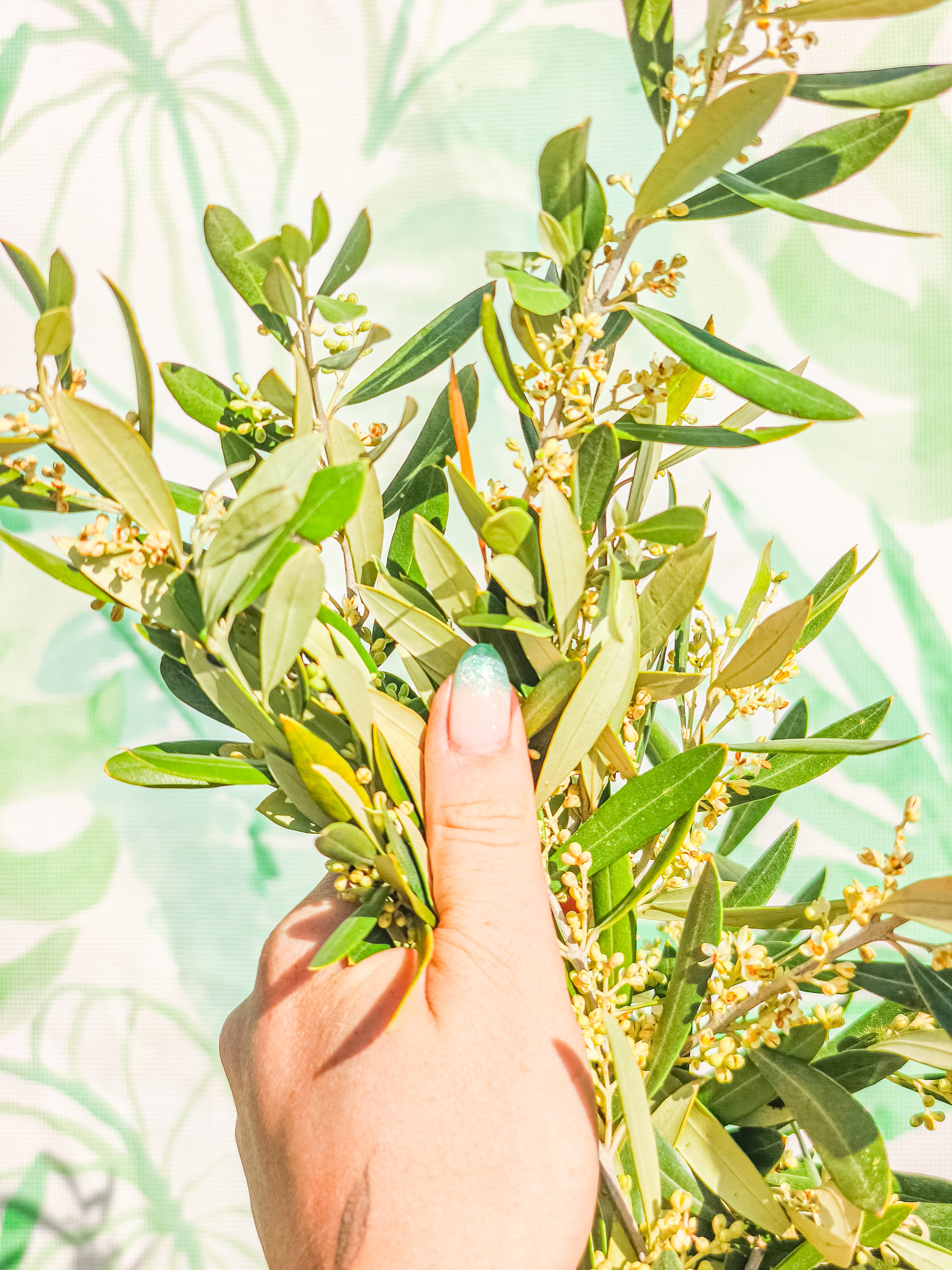 RAMILLETE HOJAS FRESCAS (olivo)