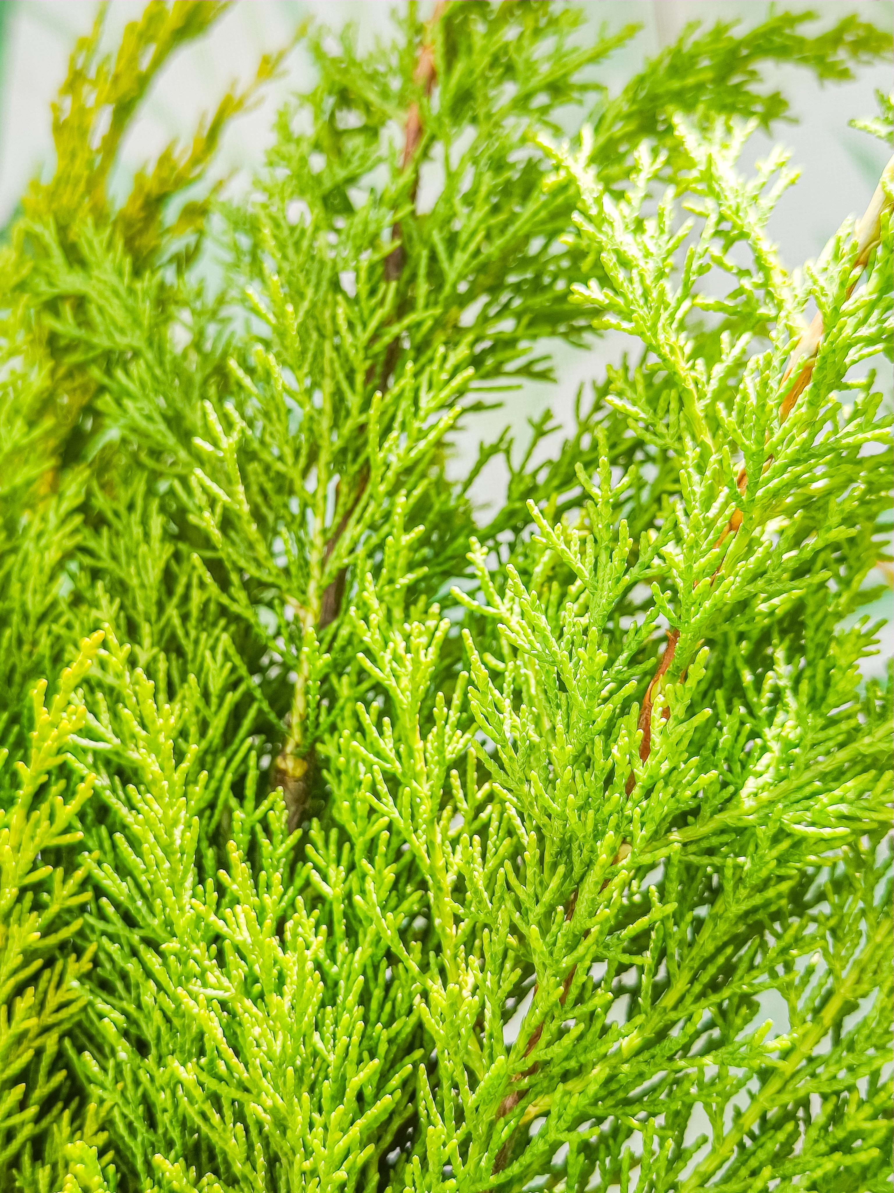 RAMILLETE HOJAS FRESCAS (ciprés limón)