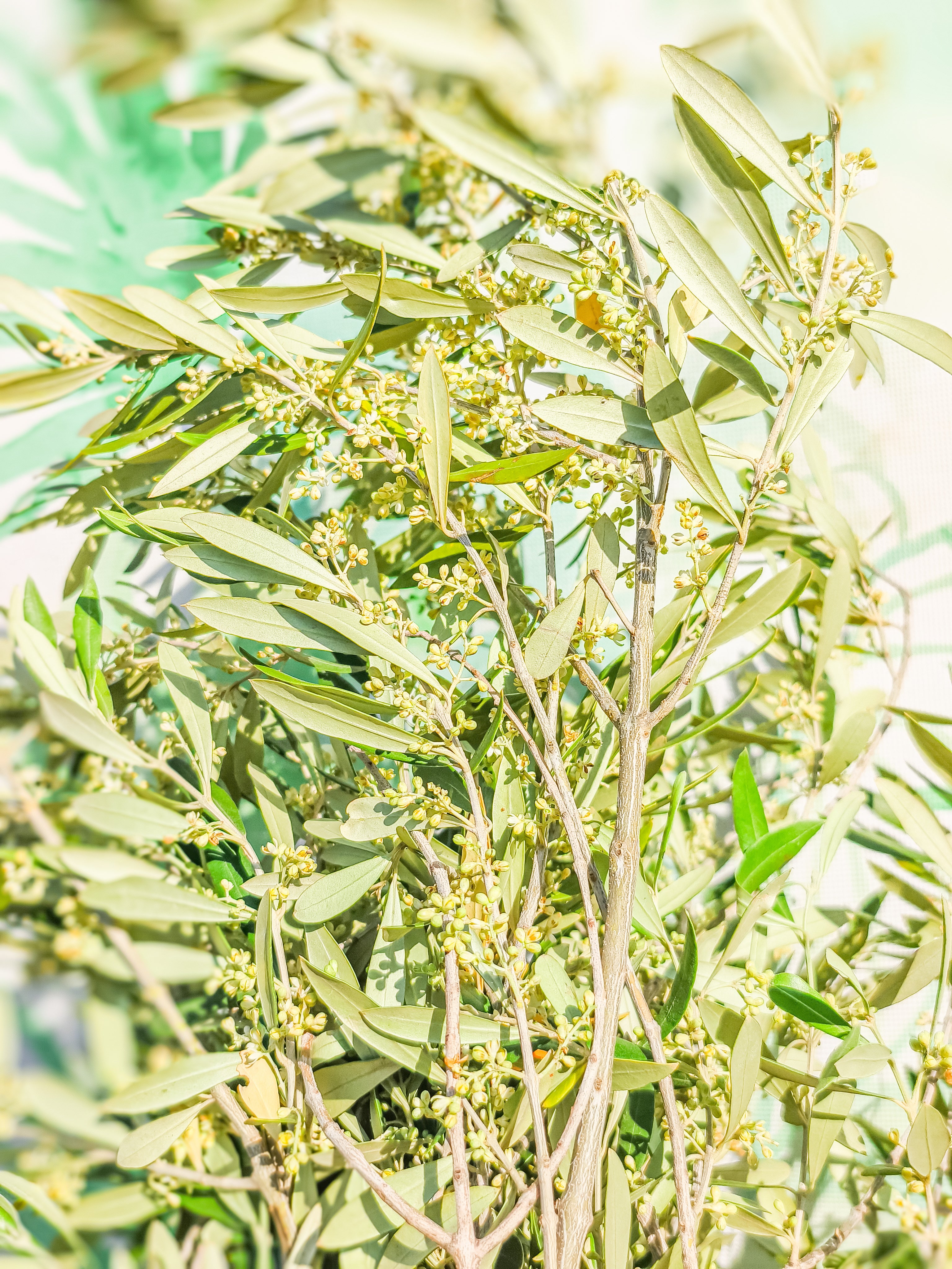 RAMILLETE HOJAS FRESCAS (olivo)