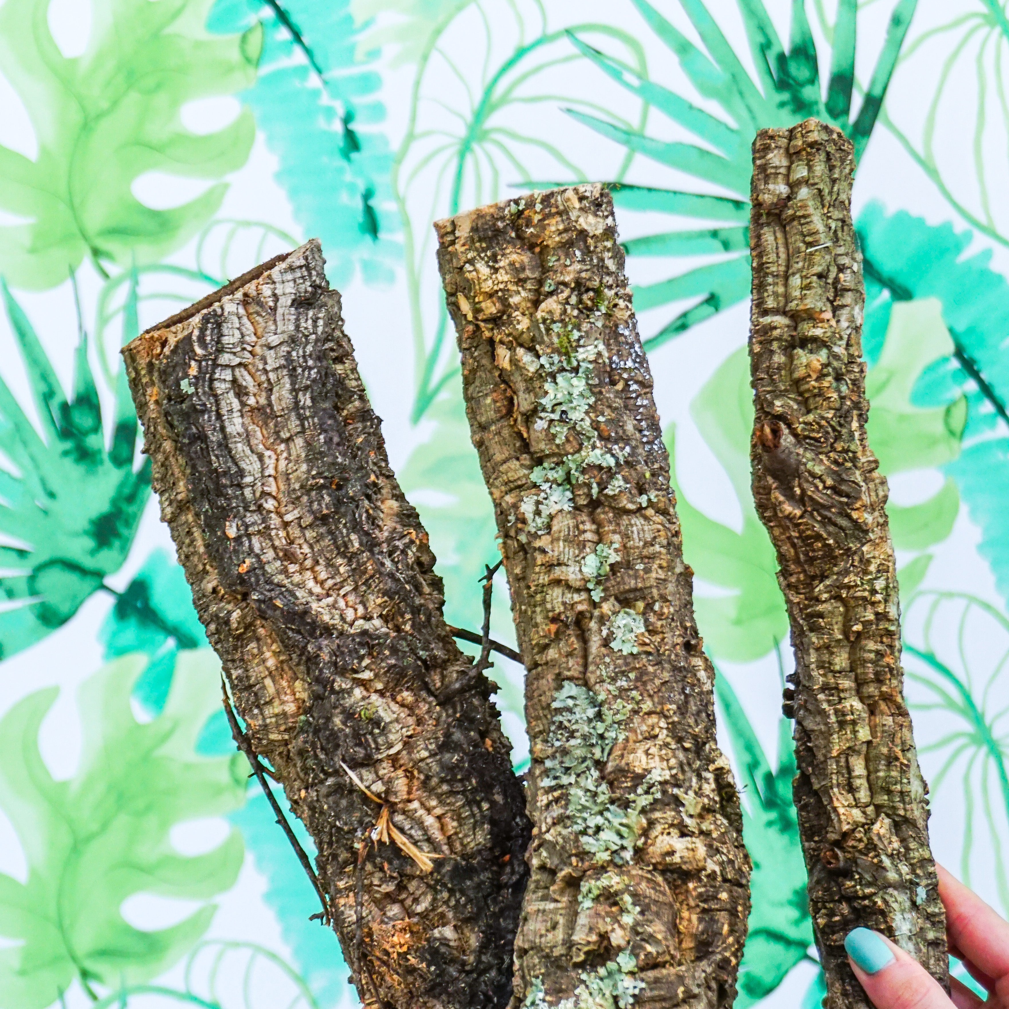 Rama "RECTA GORDITA"