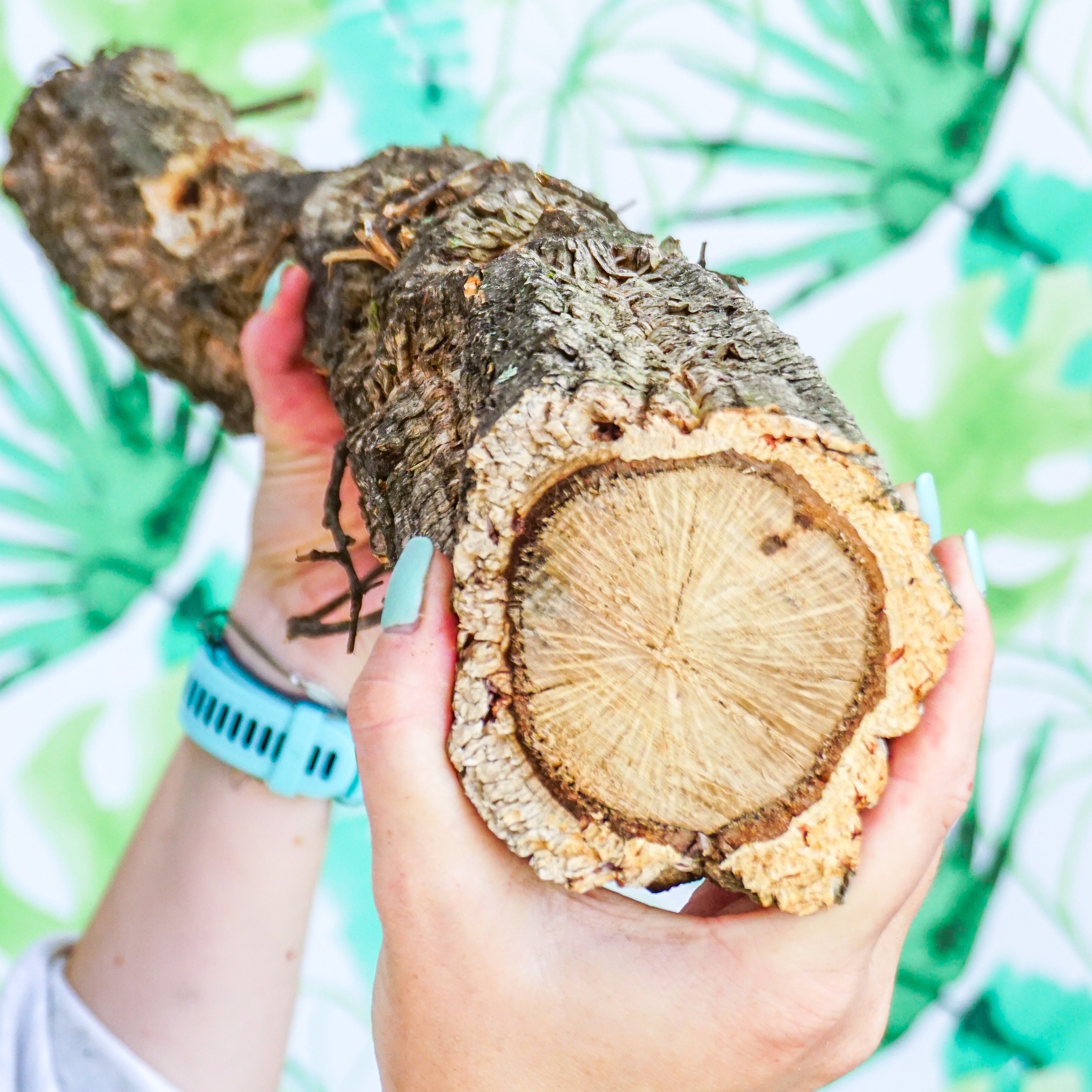 Rama "RECTA SUPER GORDITA"