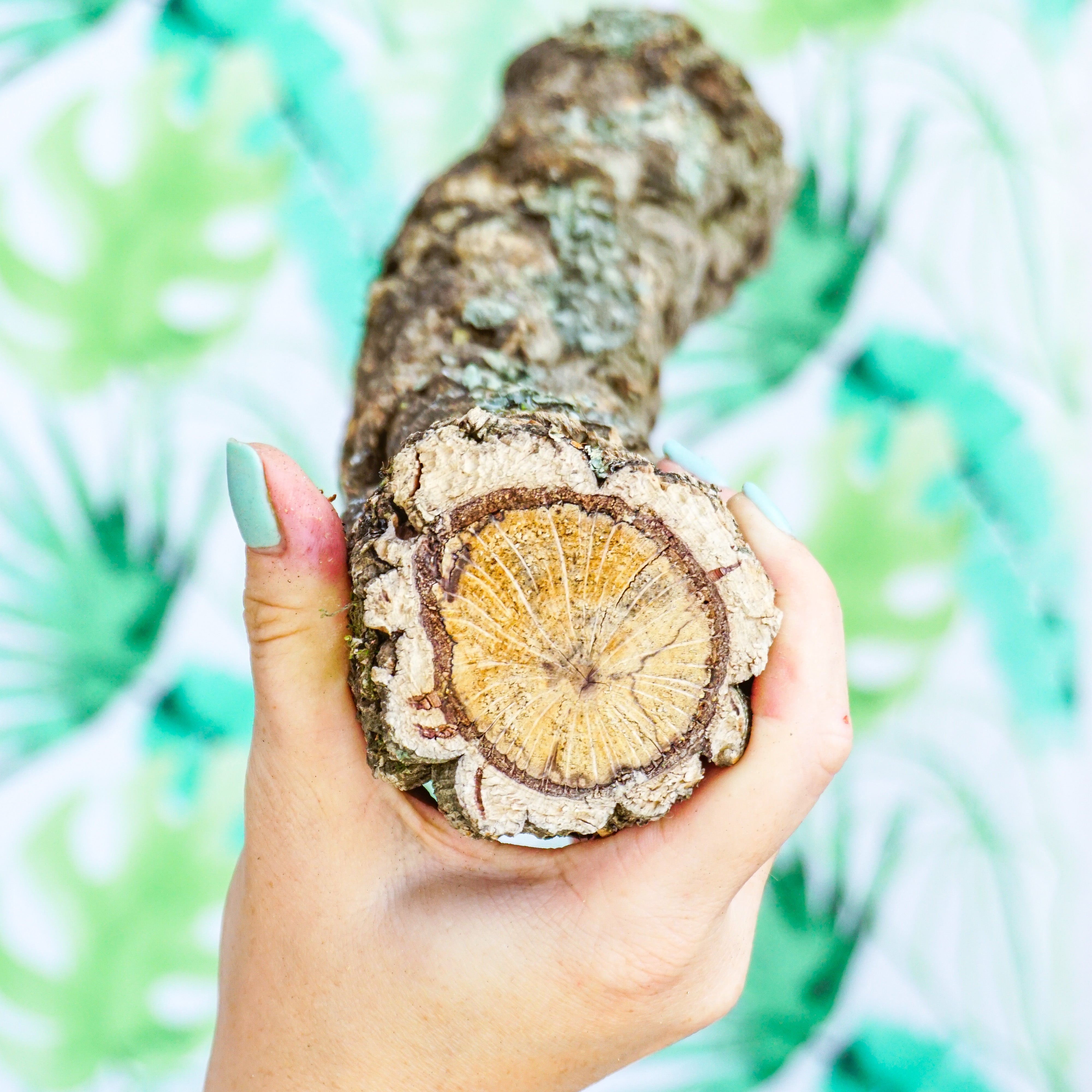 Rama "RECTA GORDITA"