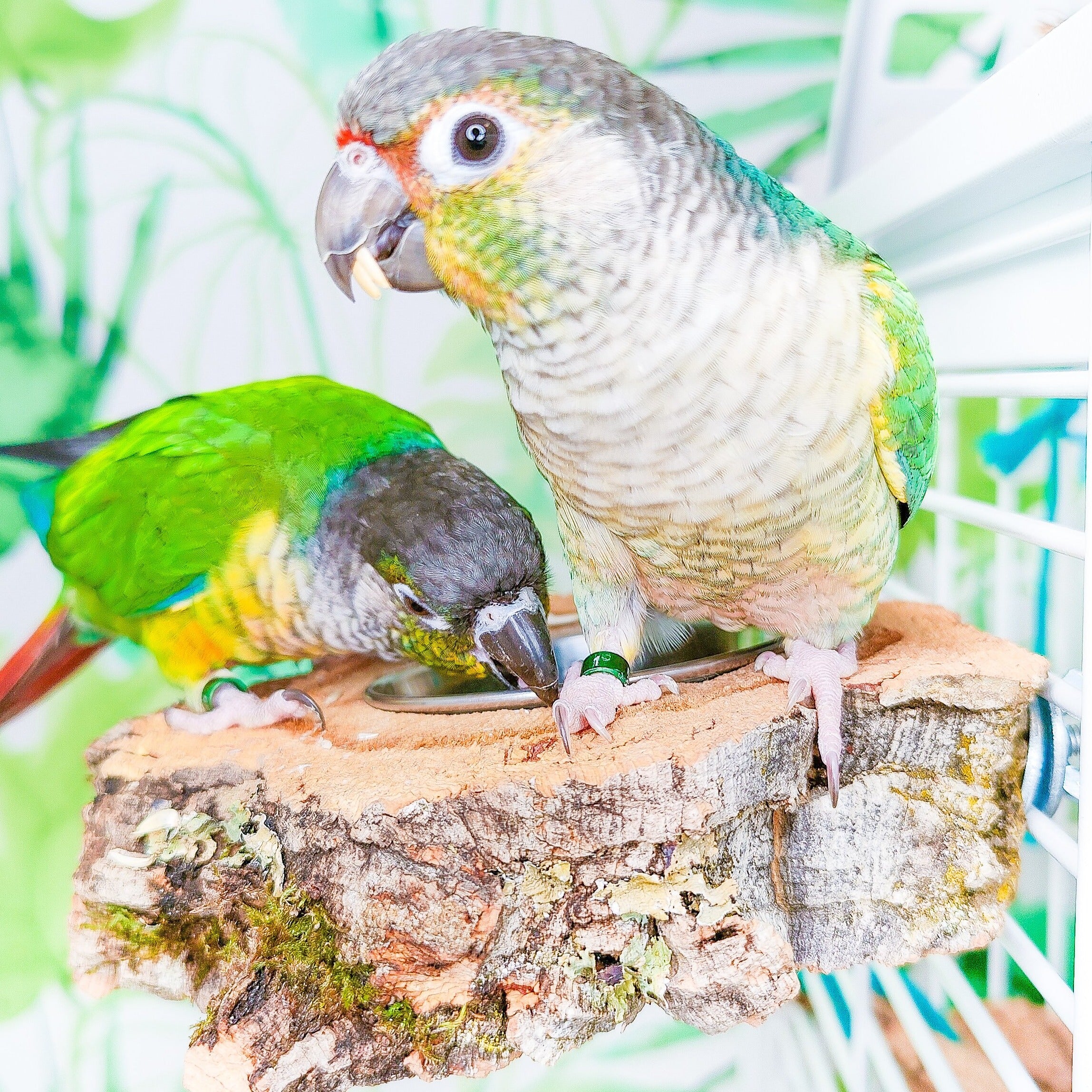 COMEDERO DISCO CORCHO