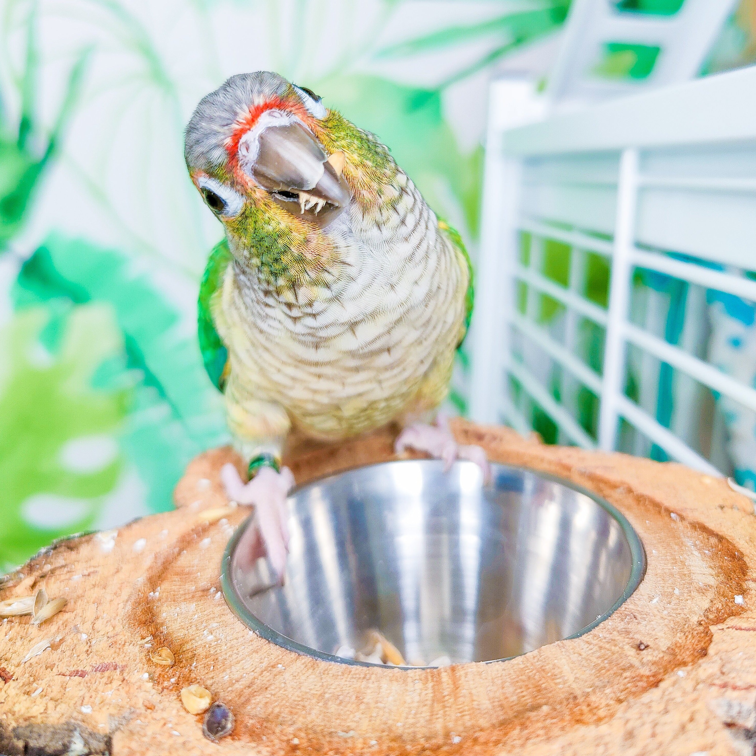 COMEDERO DISCO CORCHO