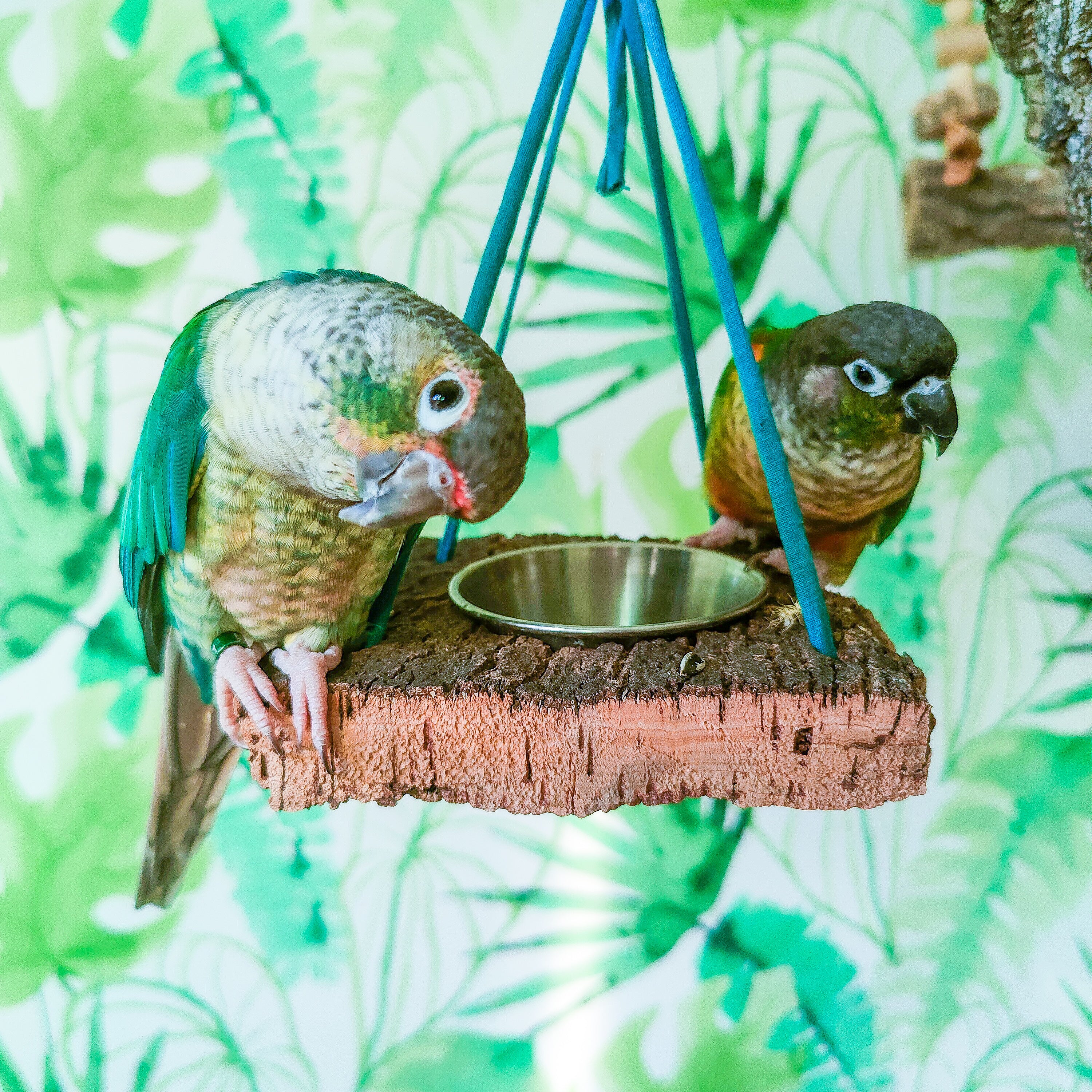 COMEDERO PLANCHA CORCHO