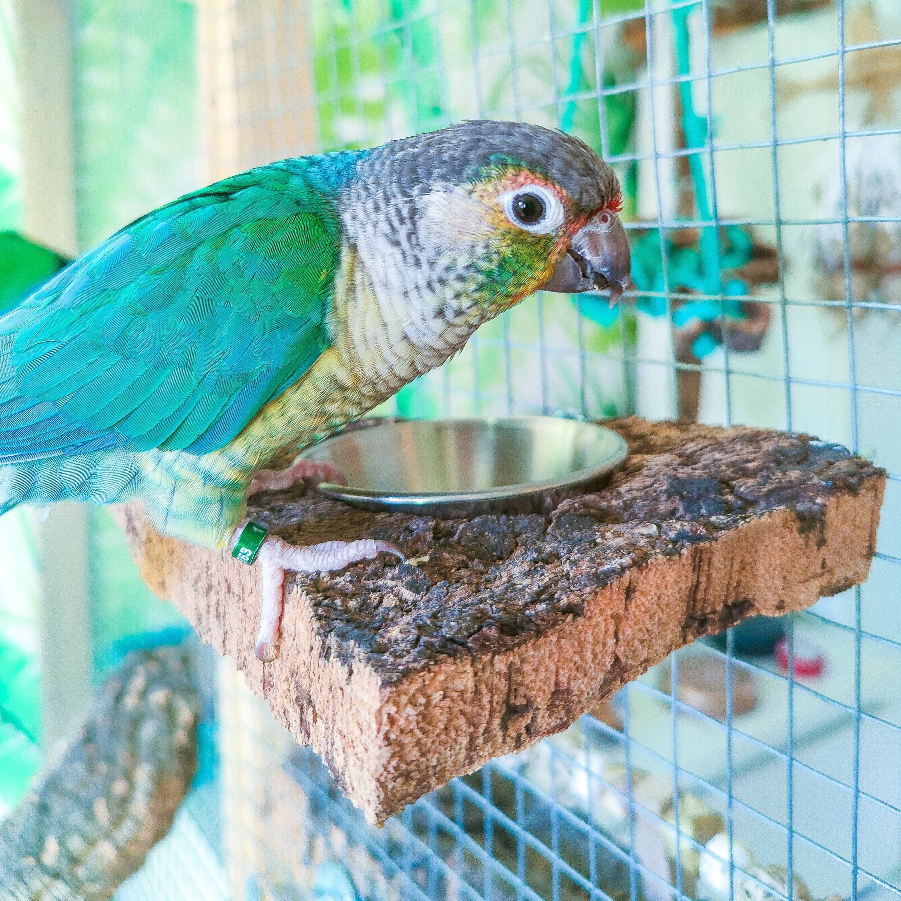 COMEDERO PLANCHA CORCHO