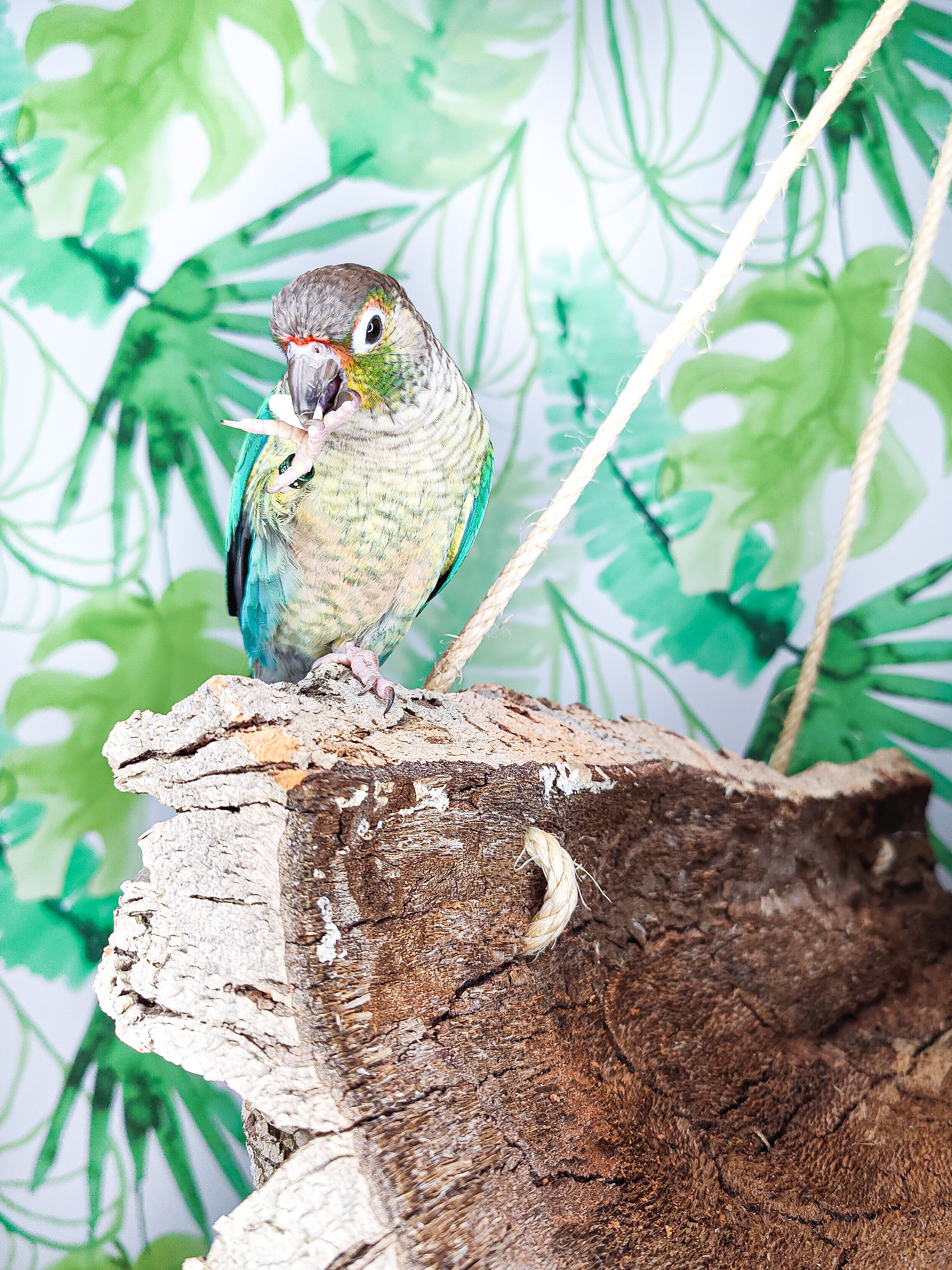 BANDEJA TUBO CORCHO XL