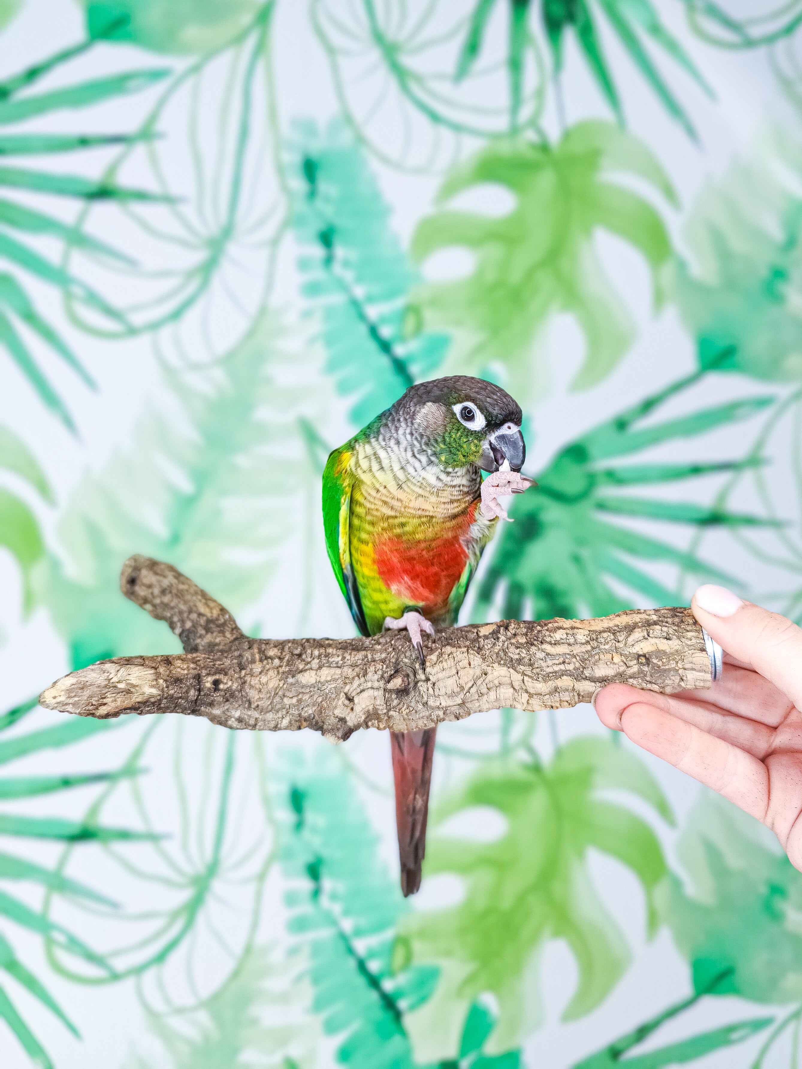 RAMITA BÁSICA RECTA/Y